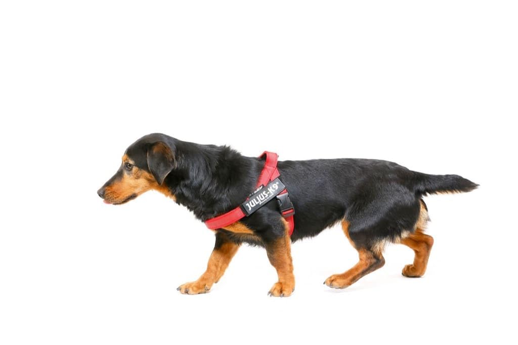Julius-K9 IDC Color & Gray Belt Harness - Adjustable Fit | Chest 49-67cm | Dog Harness