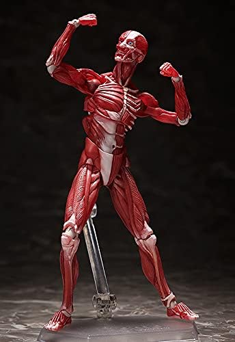 Good Smile Company Human Anatomical Model Figma Action Figure - Fully Articulated Educational Figure