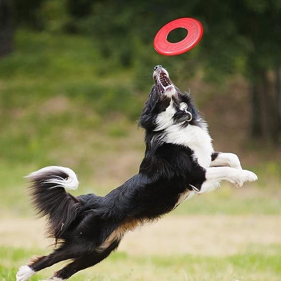 Nerf Dog Atomic Flyer Dog Toy - 10 Inch Flying Disc | Water Resistant | Lightweight 7