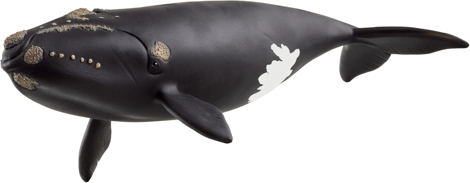 Schleich WILD LIFE North Atlantic Right Whale Figurine 19cm Plastic Model 14878