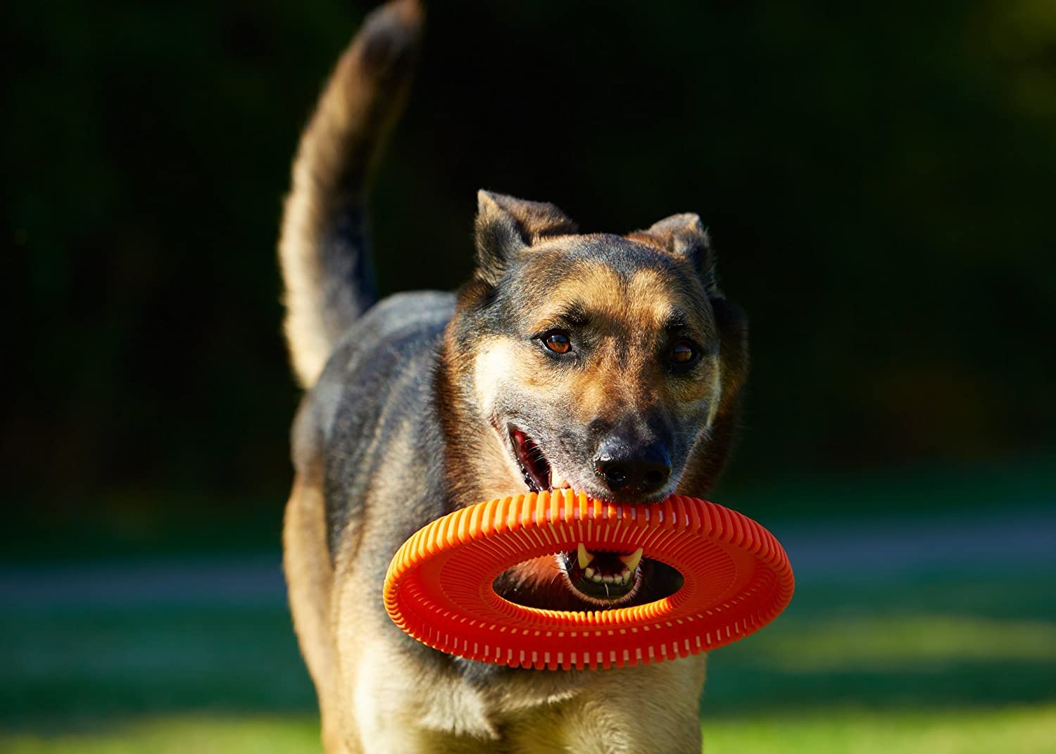 Chuckit! Rugged Flyer Dog Toy - Durable Fetch Toy for Active Dogs | Size L | Floats 7