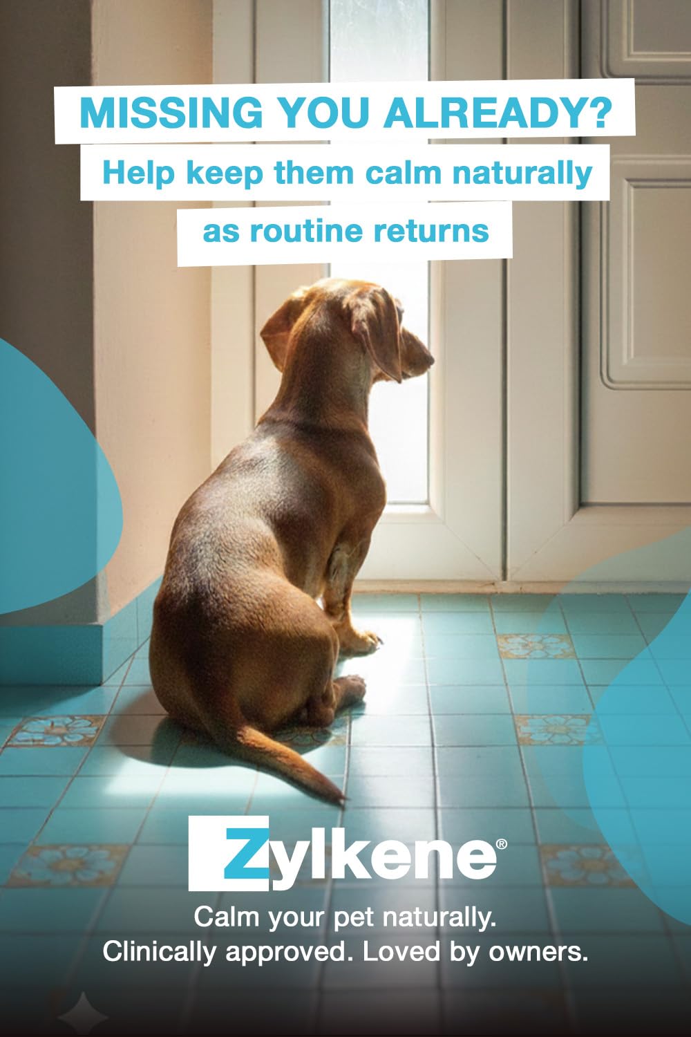 Zylkene Calming Chews for Medium Dogs (10 to 30kg) | Promotes Relaxation | 14 Chews 3