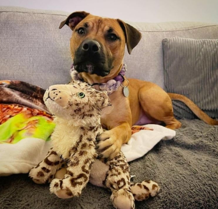Animal Instinct Snow Mates Sophia Snow Leopard Squeaky Plush Dog Toy | Small Size | Lightweight 2