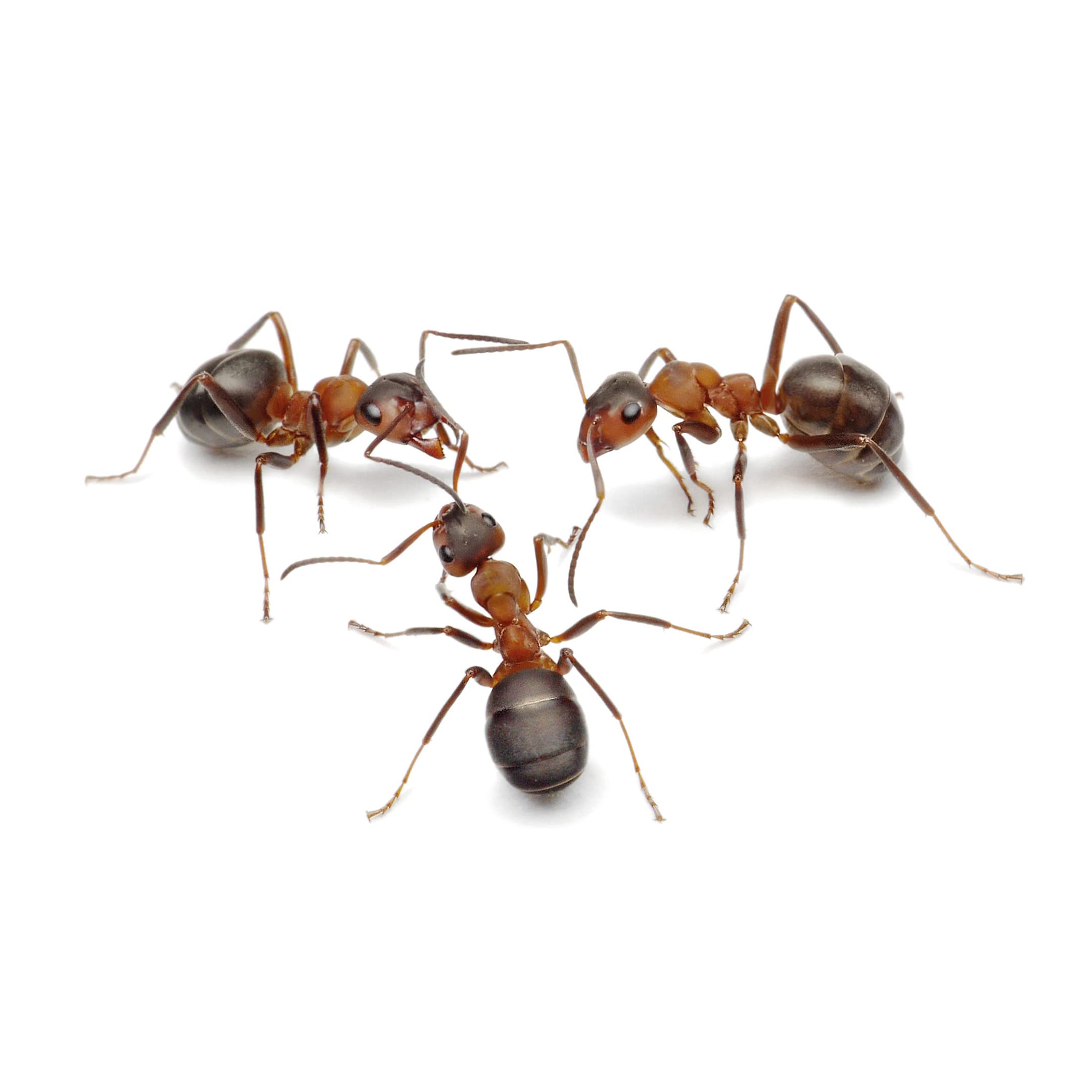 My Living World Ant World - Educational Science Playset for Kids 2