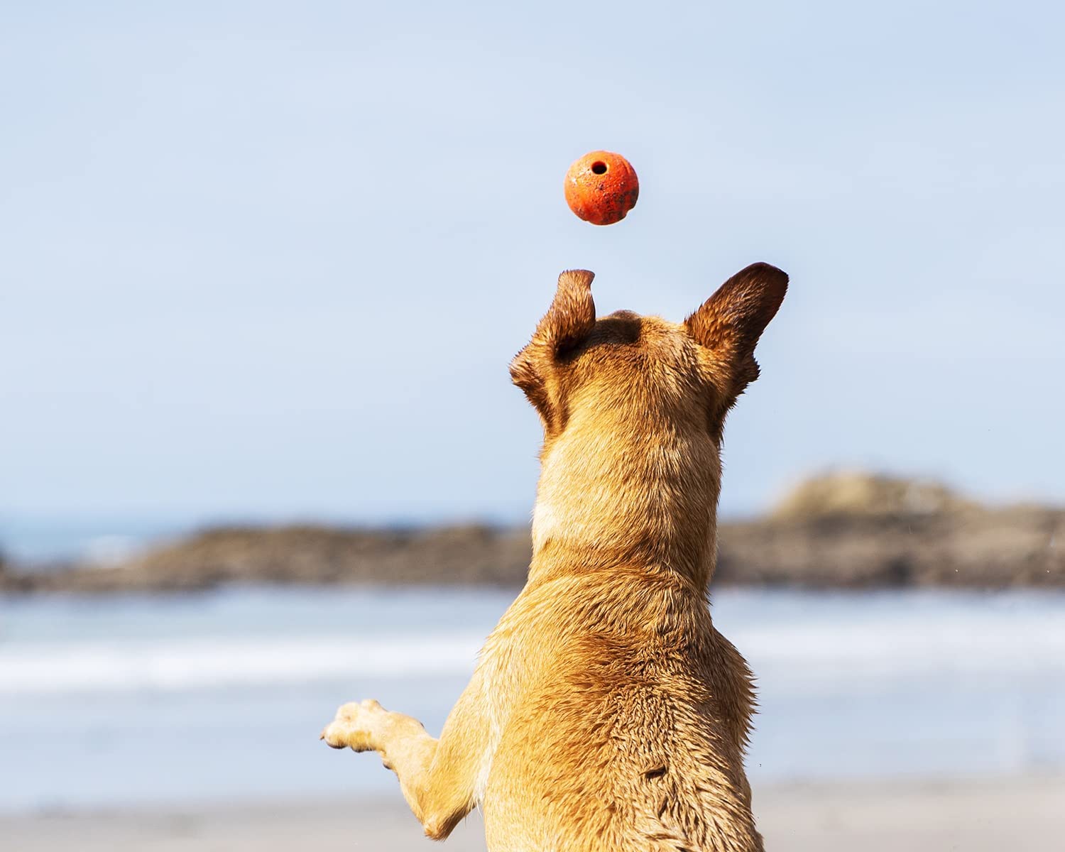 Chuckit! Fetch Ball Dog Toy - Durable Rubber for Small Dogs | Launcher Compatible | Pack of 2 3
