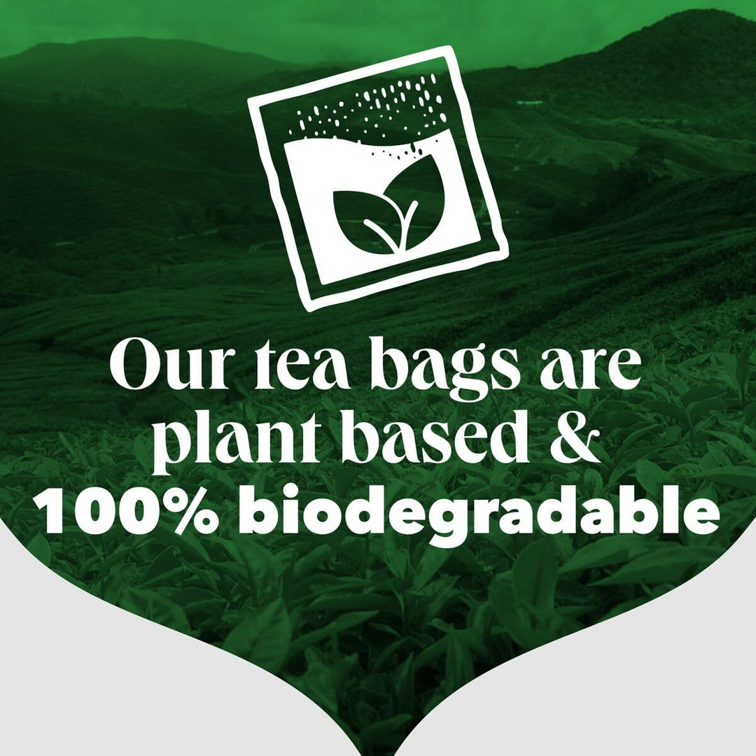 PG Tips Decaf Black Tea Bags Bulk - 70 Teabags (6x Pack )| 420 Total
