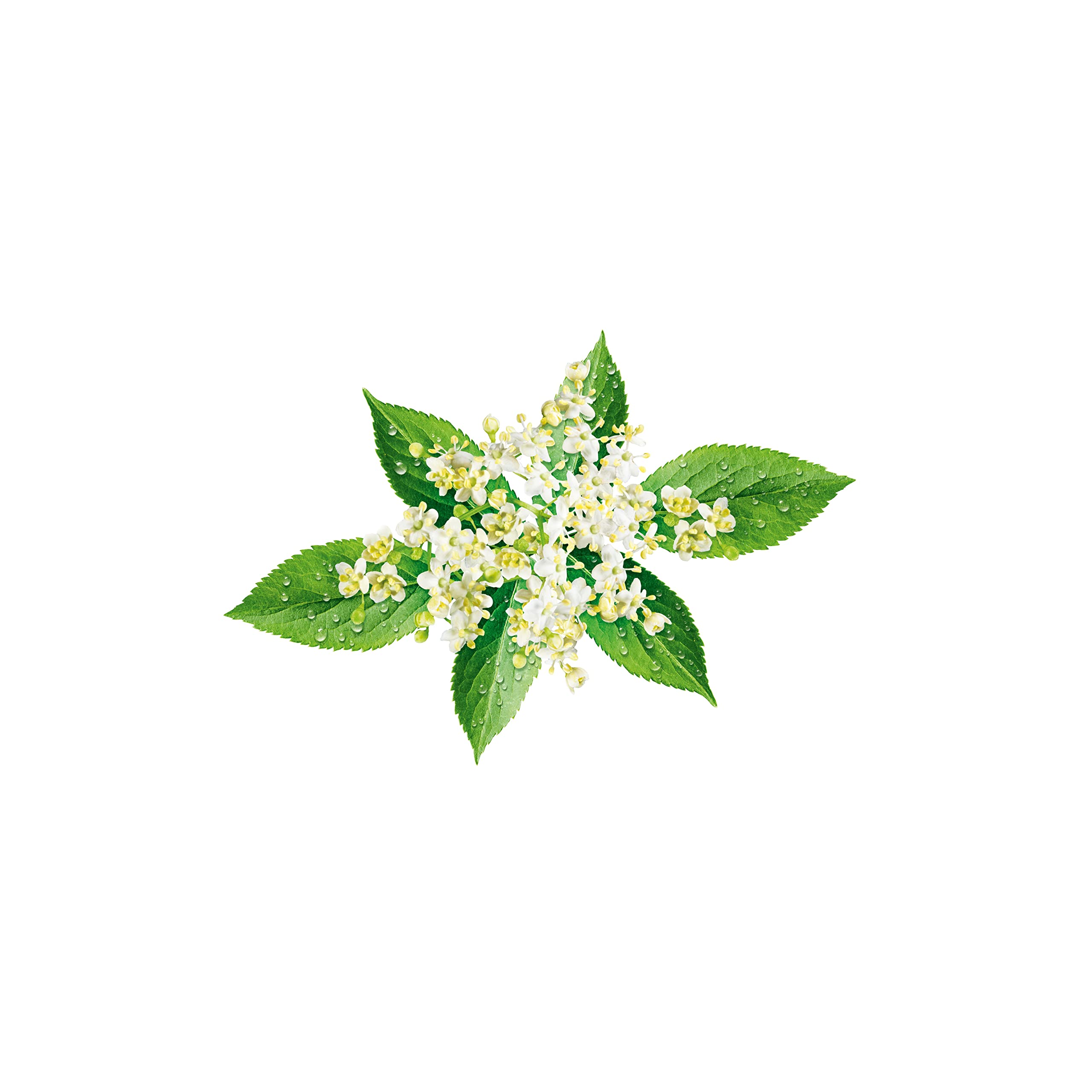Teisseire Zero Elderflower Syrup - 0% Sugar, 600ml Bottle, 48 Servings 2