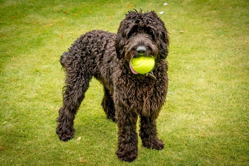Petface Mini Super Tennis Balls for Dogs - 4.8 cm, Pack of 5 | Durable Rubber Fetch Toy 2