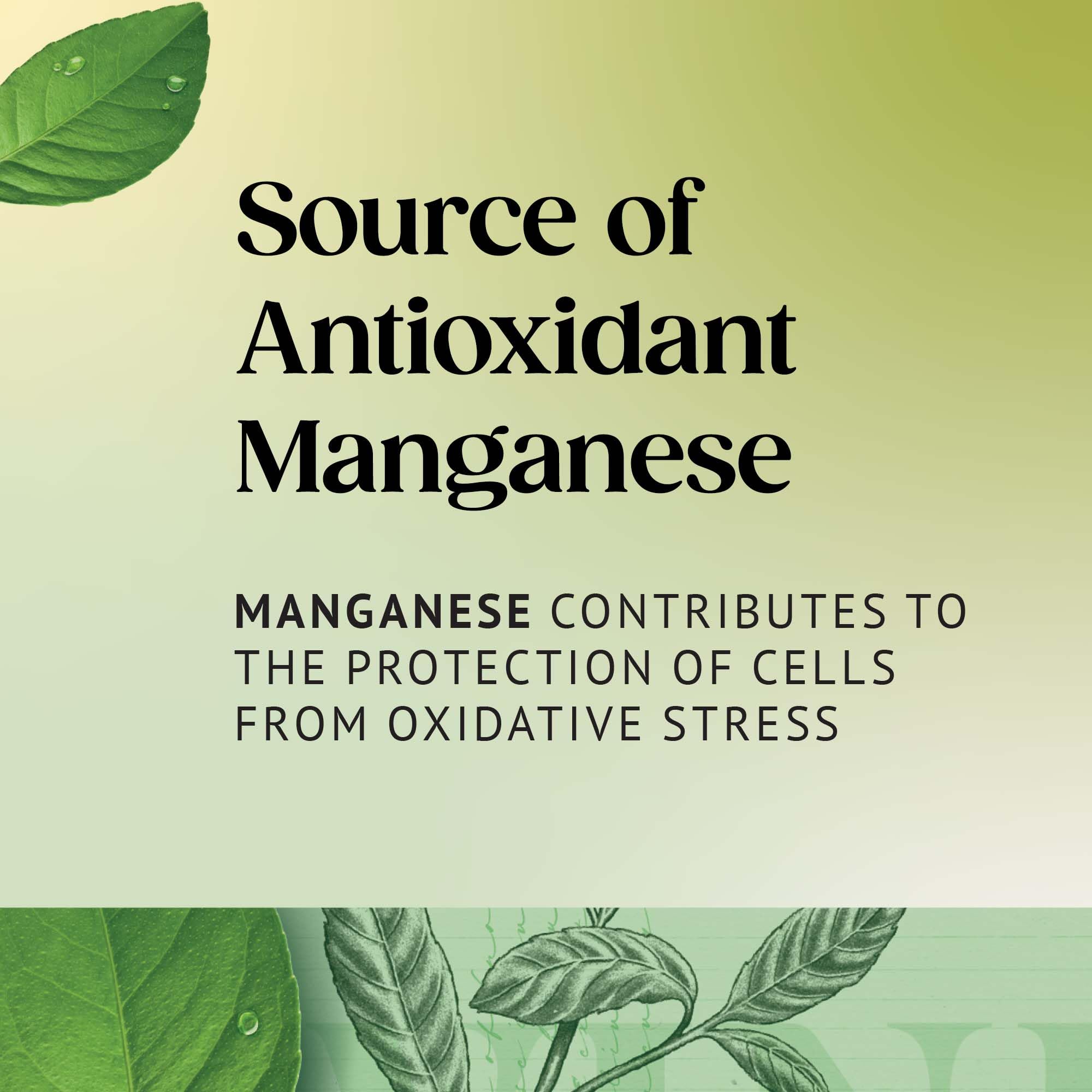 Twinings Pure Green Tea - 320 Tea Bags (Multipack of 4 x 80) 5