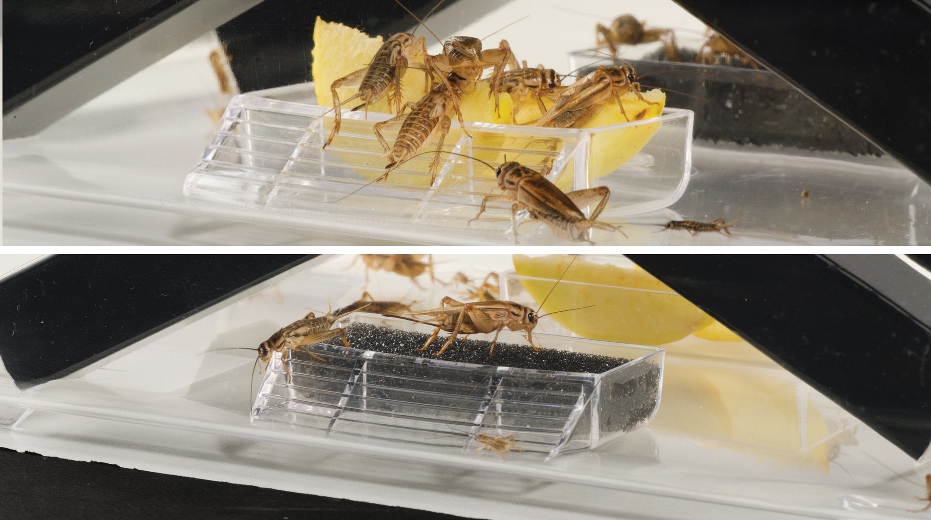Exo Terra Cricket Pen Small - Complete Live Cricket Housing and Dispenser | Plastic 4