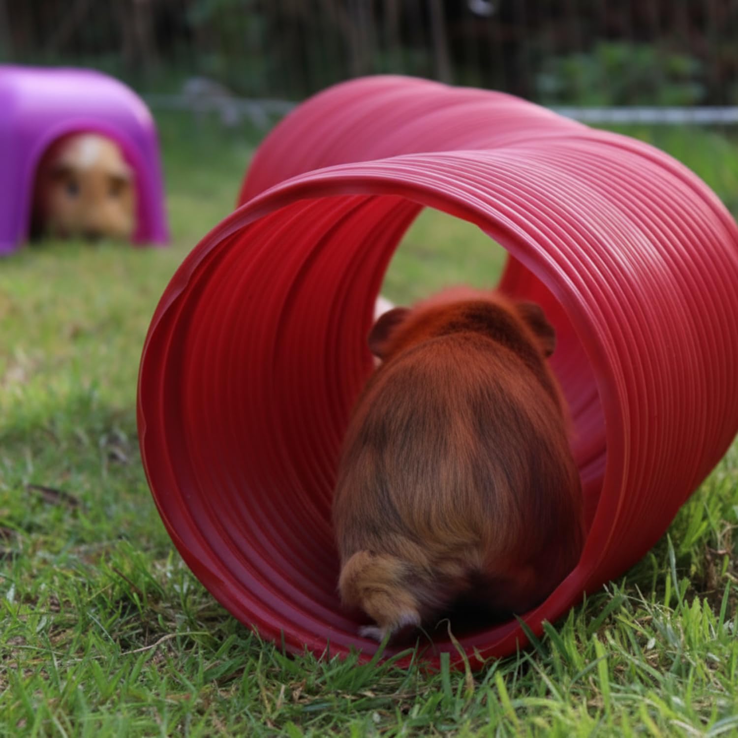 Snugglesafe Fun Tunnel - Flexible, Weatherproof Burrow for Rabbits & Guinea Pigs | Red 9