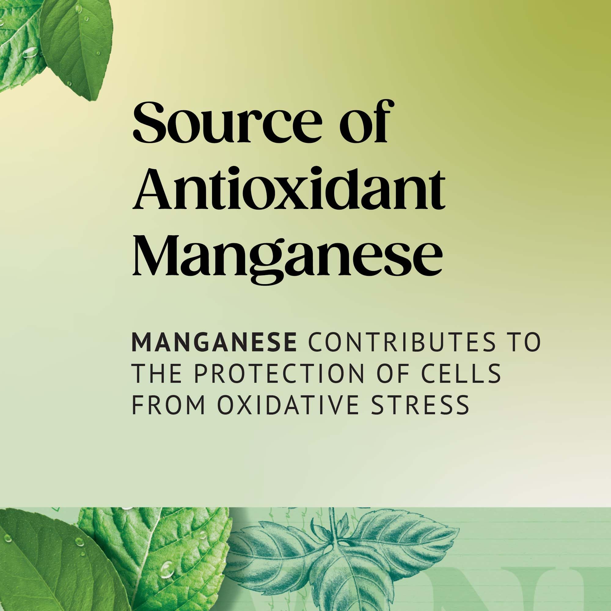 Twinings Mint Green Tea 20 Tea Bags 3