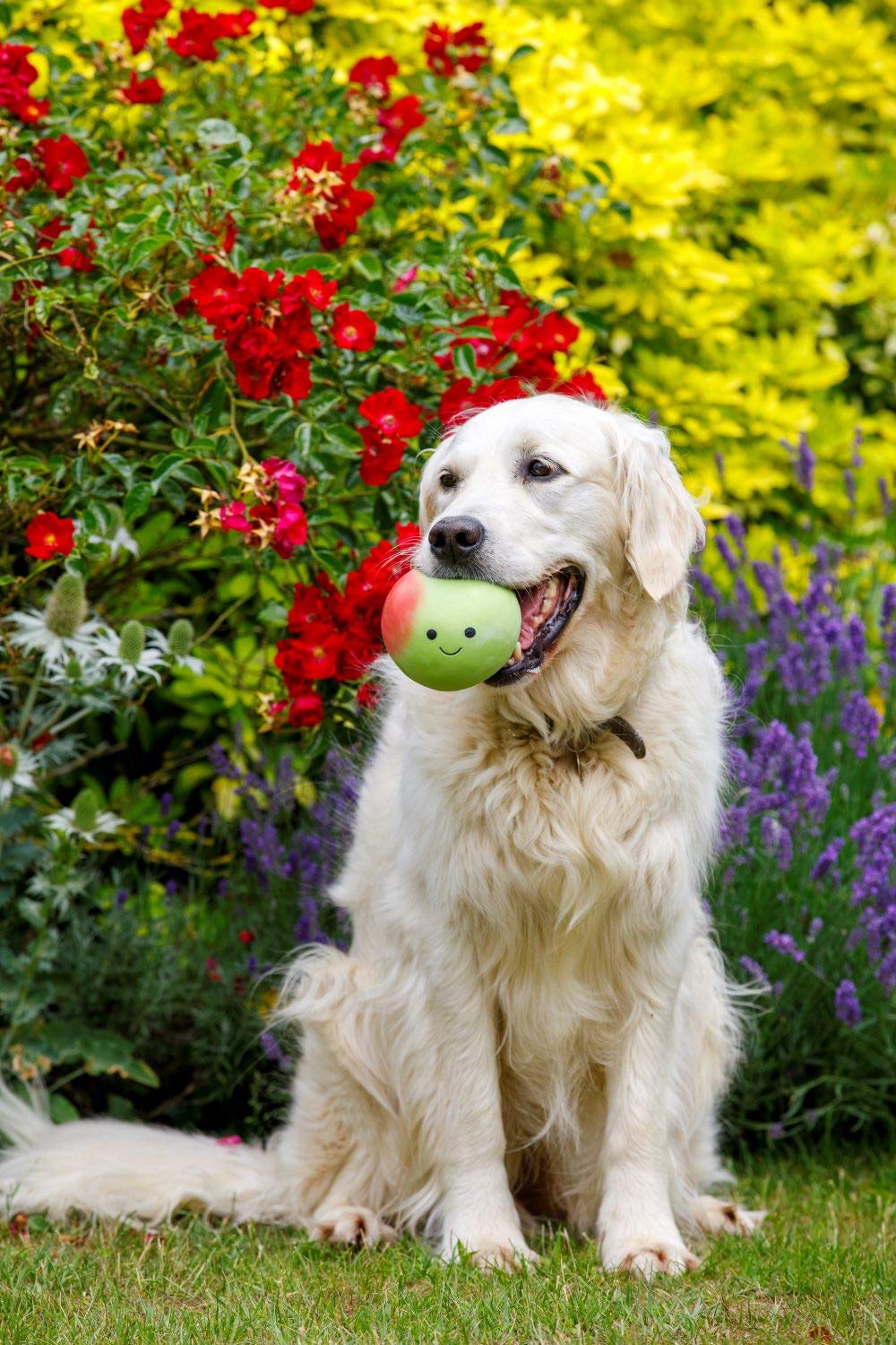 Petface Latex Apple Soft Chew Dog Toy - Large Size | Durable Natural Rubber 2