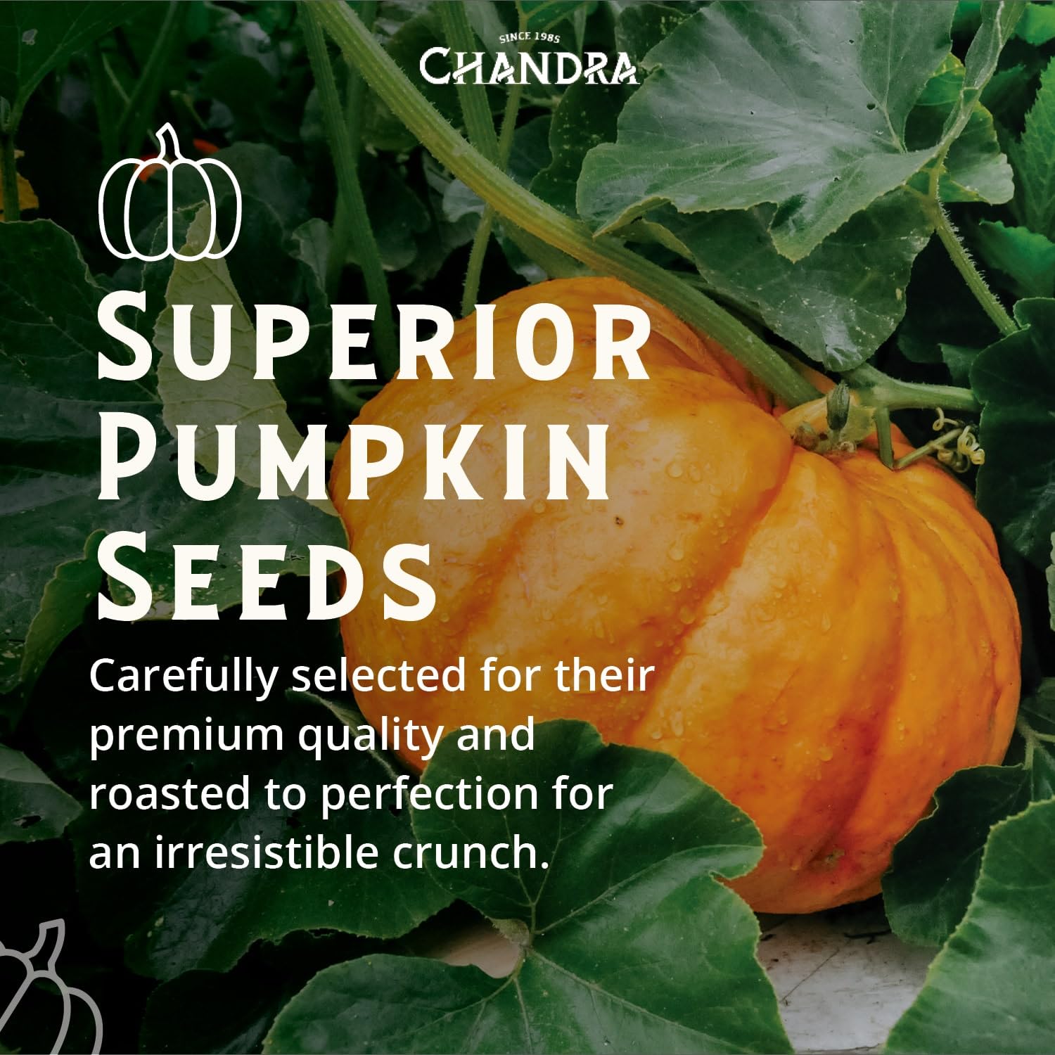 CHANDRA Raw Pumpkin Seeds - 1kg Pack | High Fibre, Keto & Vegan Friendly 7