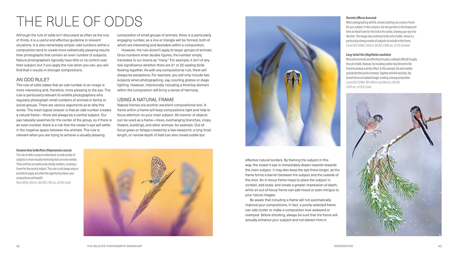 Ammonite Press The Wildlife Photography Workshop - Updated Edition | Paperback | English 4