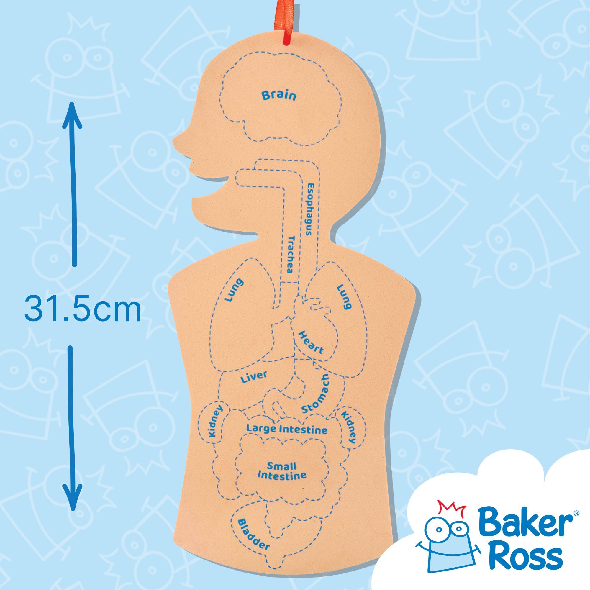 Baker Ross Human Body Kit - STEM Learning Aid for Anatomy, Pack of 4 | Self-Adhesive Foam | 31.5cm Tall 3