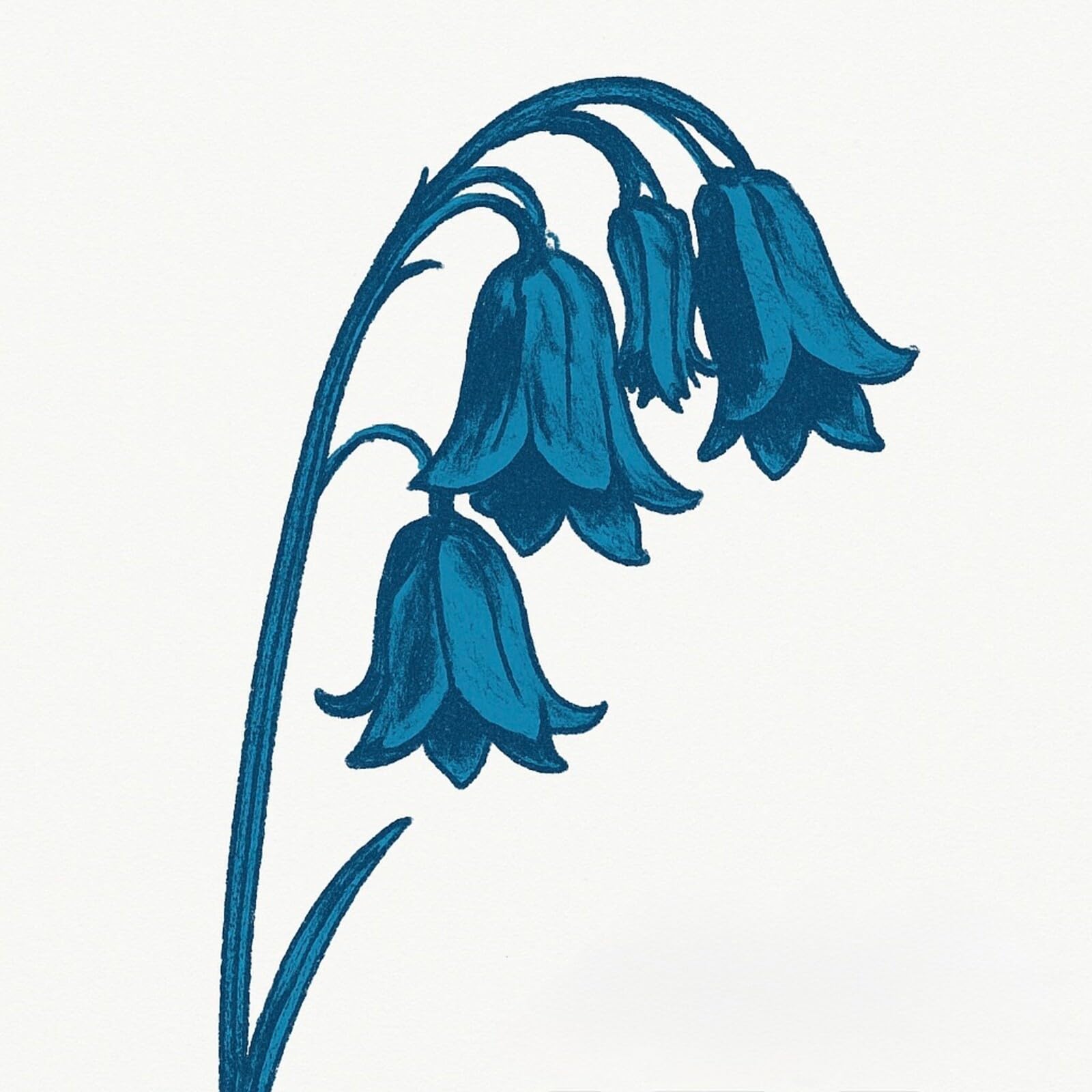 The Bluebells - This Is The Bluebells [Audio CD] 1
