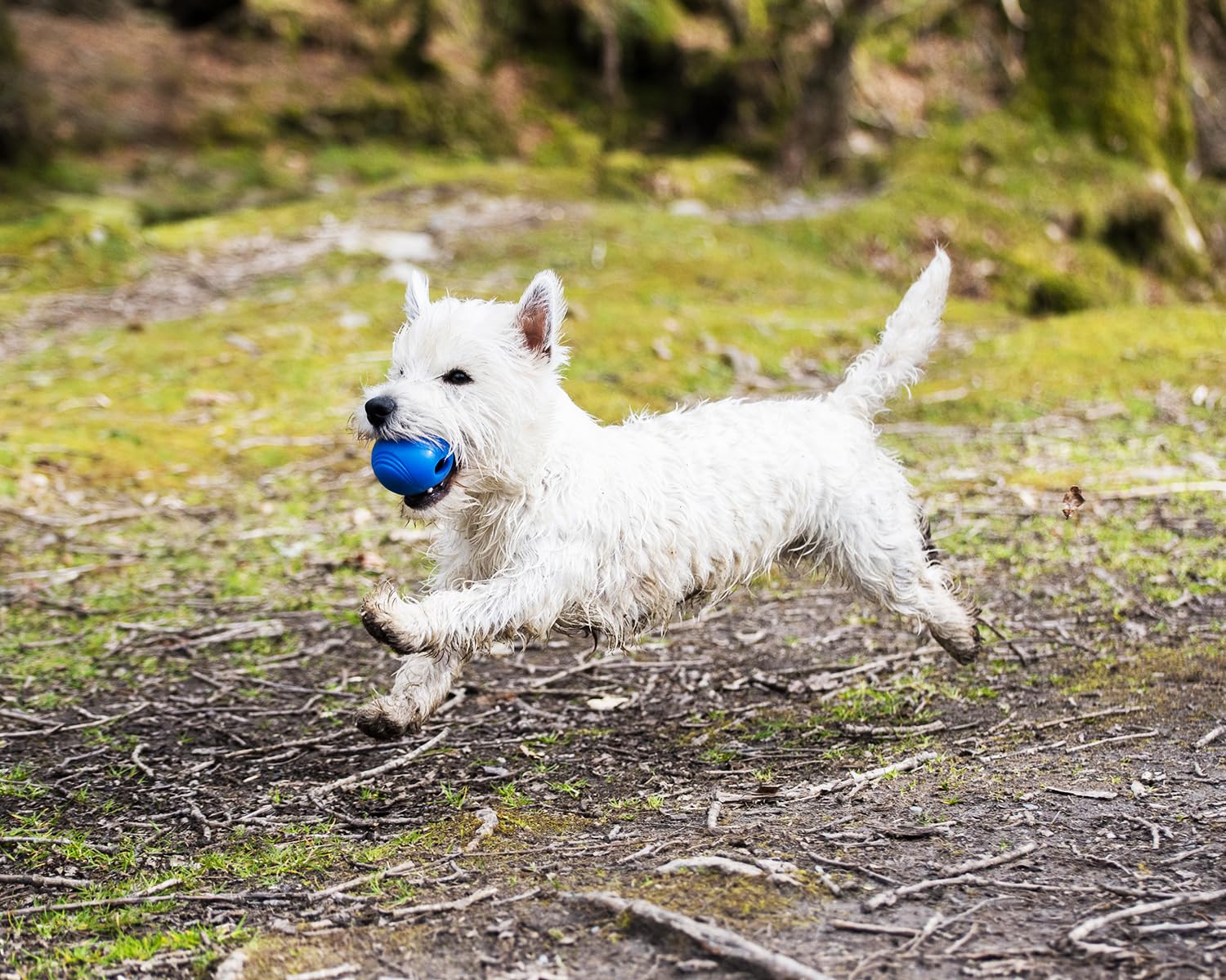 Chuckit! Crunch Ball Dog Toy - Interactive Fetch Toy | Medium Size | 2 Pack 3