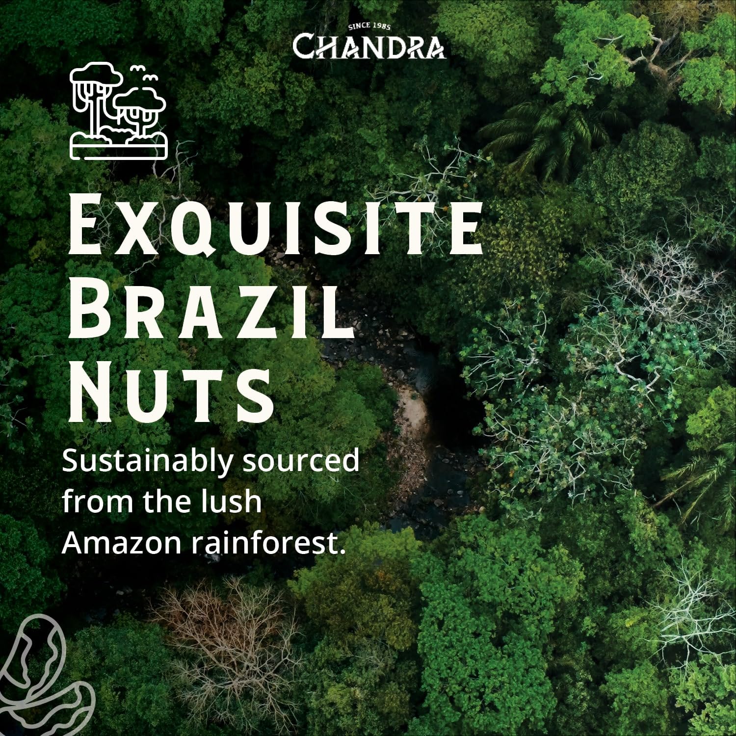 CHANDRA Whole Foods Brazil Nuts - 1kg Raw, Deshelled, Nutrient-Rich 7