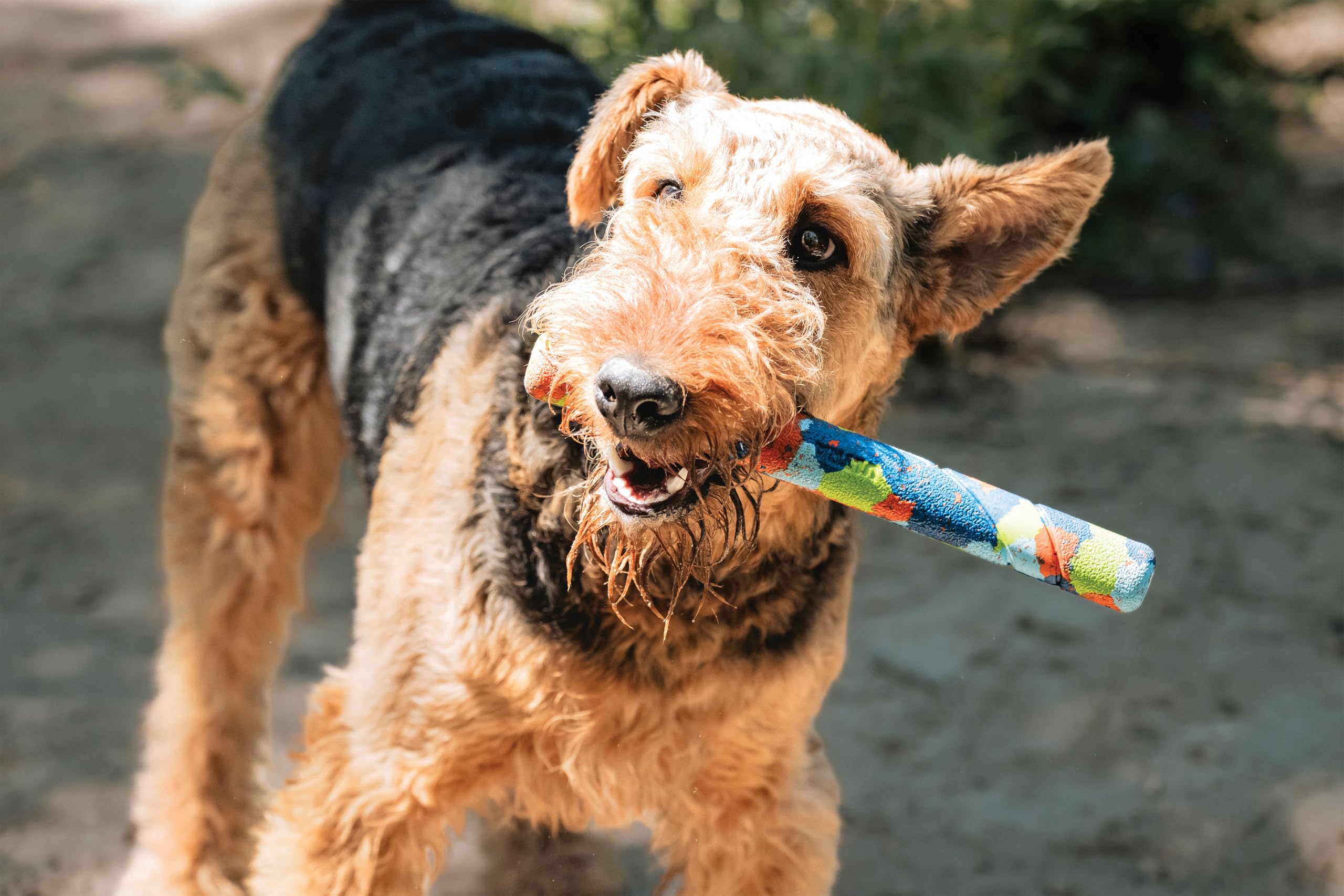 Chuckit! NFD ECO Fetch Day Ultra Stick - Limited Edition Dog Toy | Durable Recycled Rubber | Pack of 1 3