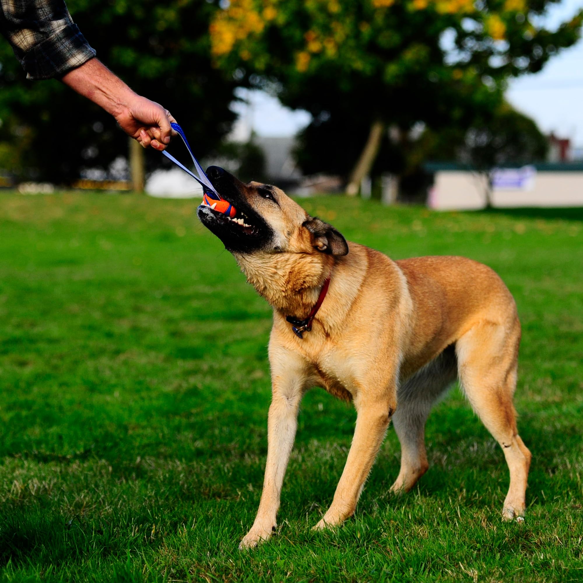 Chuckit! Ultra Tug Dog Toy - Large, Natural Rubber, Water Resistant 2