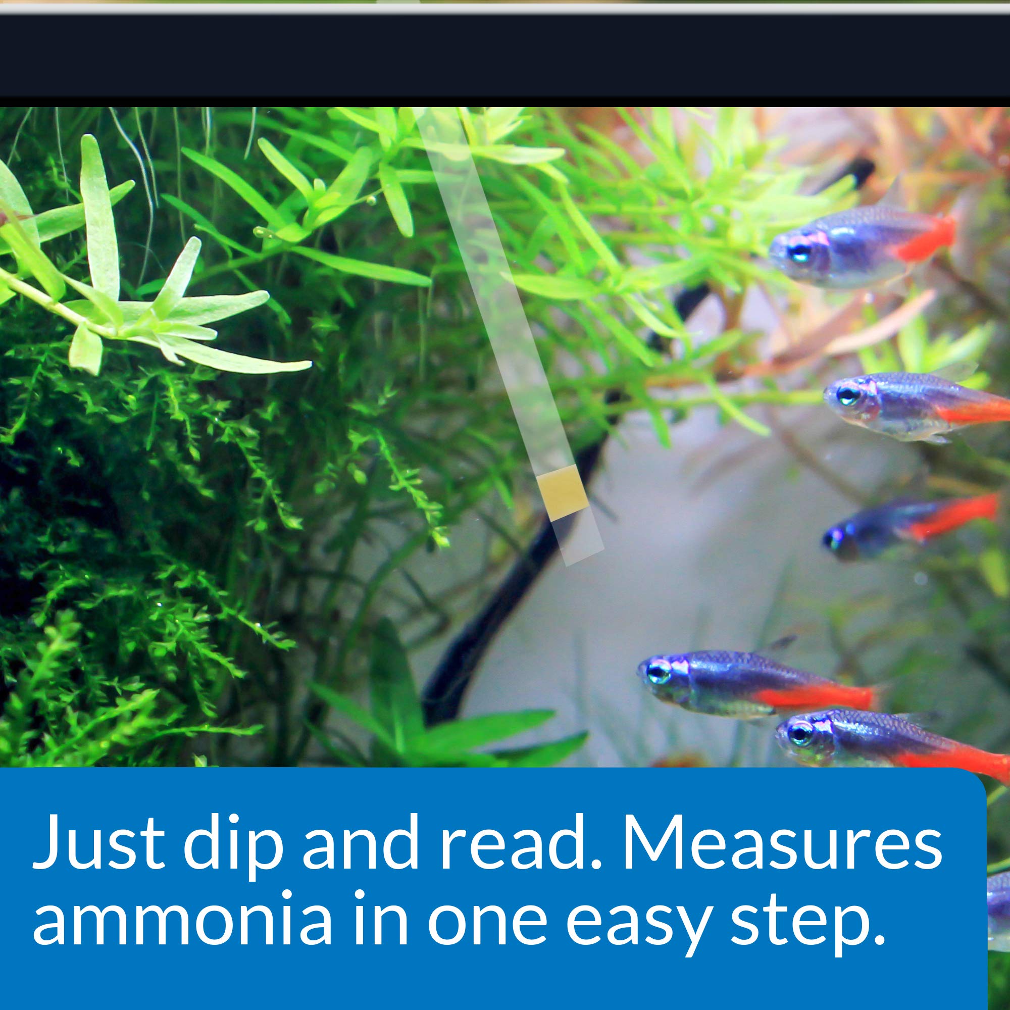 API AMMONIA TEST STRIPS - Freshwater & Saltwater Aquarium Water Quality Test Kit | 25 Strips 2