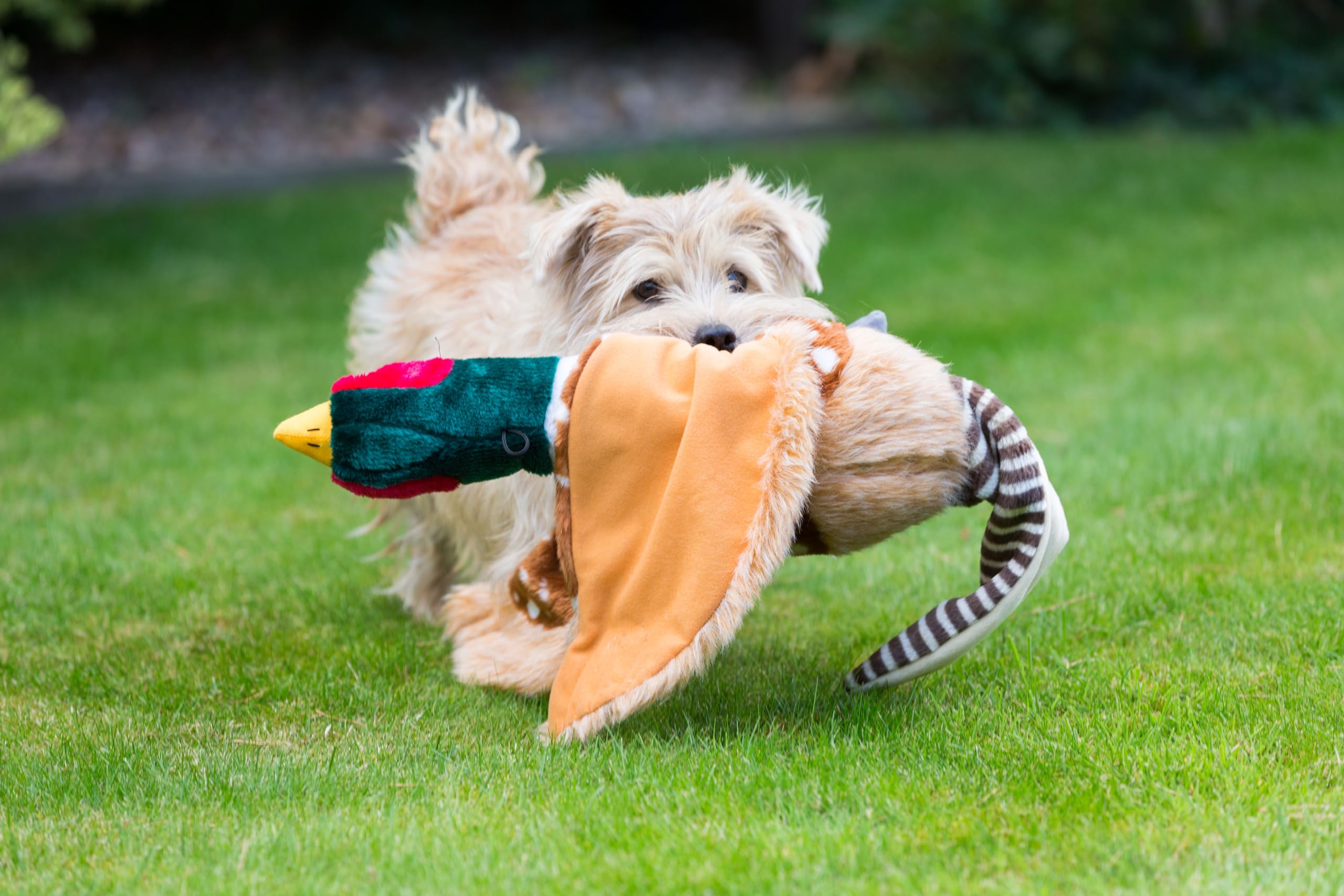House of Paws Pheasant Dog Toy - Extra Large Plush Squeaker for Dogs | Polyester 2