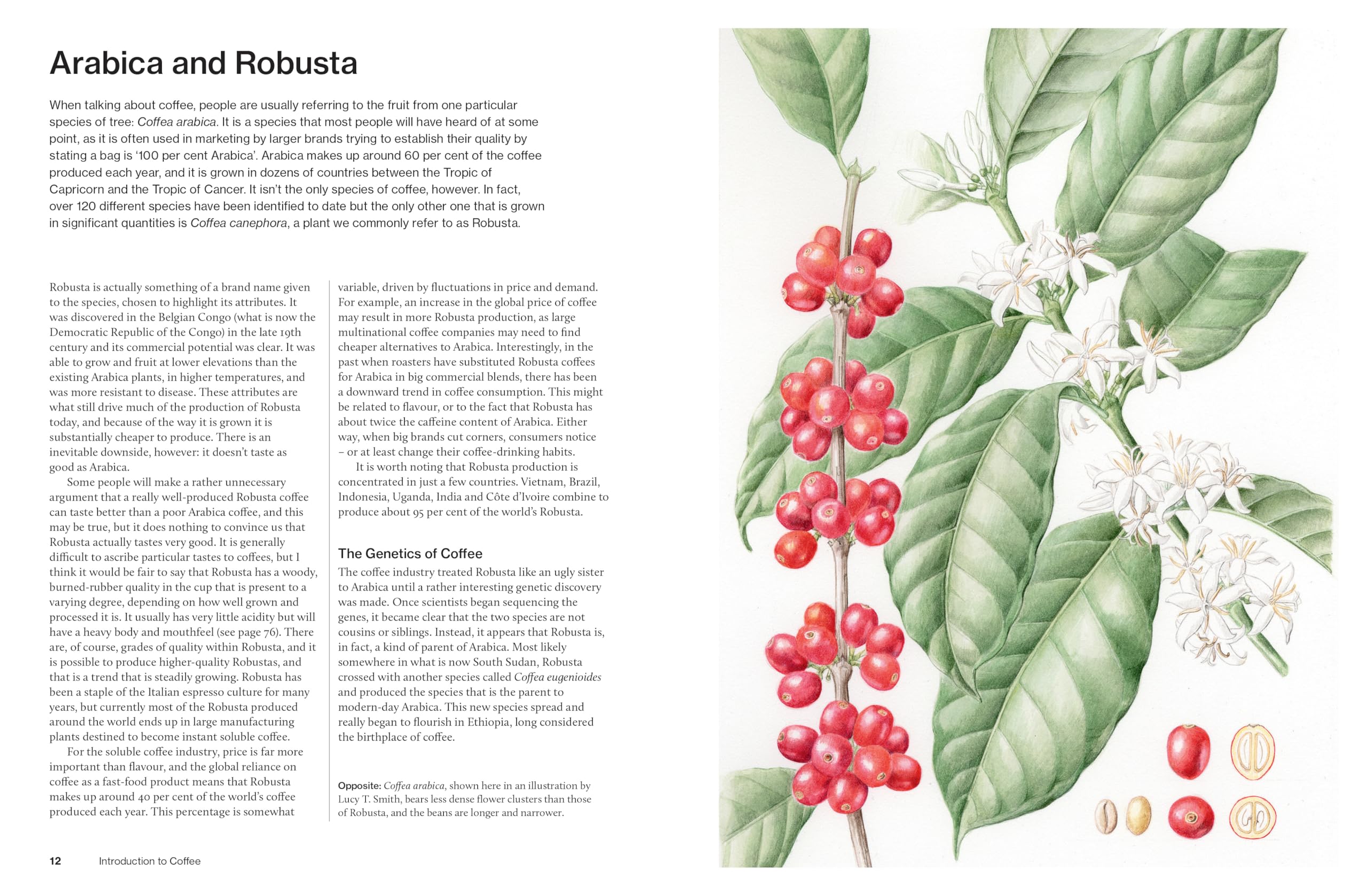 The World Atlas of Coffee 3rd Edition by James Hoffmann - Comprehensive Coffee Guide | Hardcover