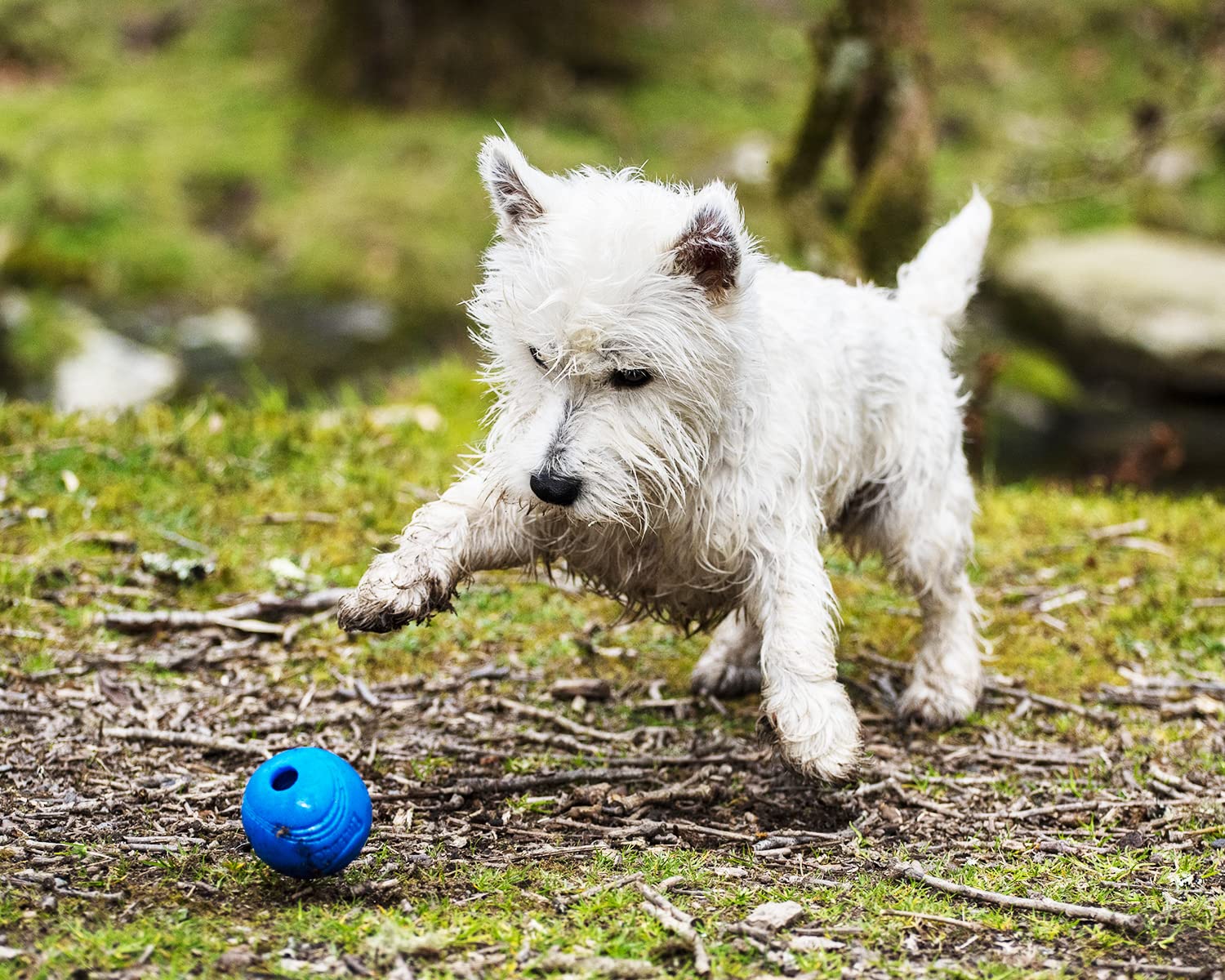 Chuckit! Crunch Ball Dog Toy - Interactive Fetch Toy | Medium Size | 2 Pack 4