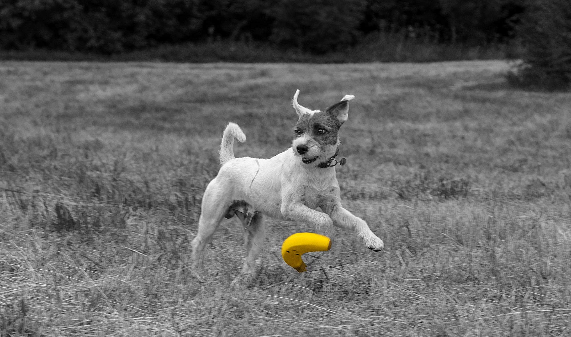 Petface Large Latex Banana Soft Chew Dog Toy | Durable | Squeaker Inside 2