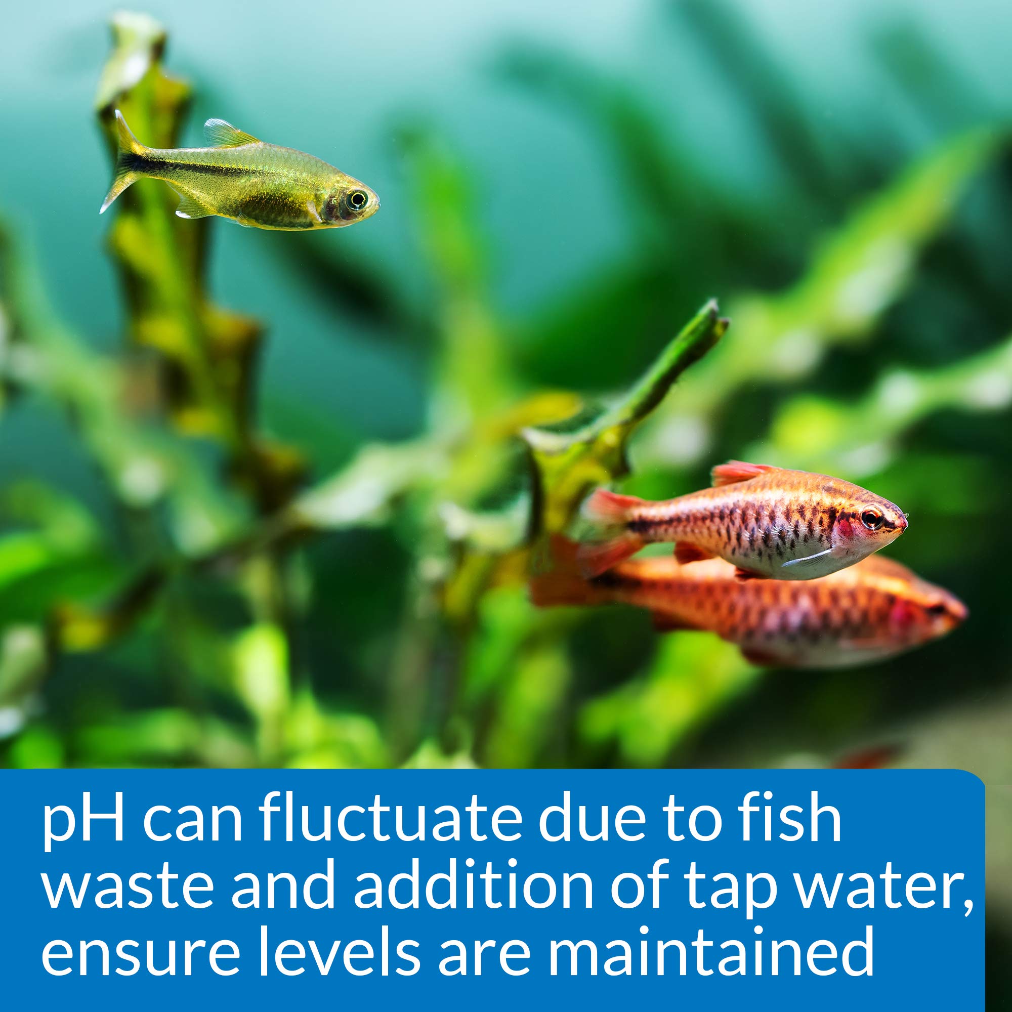 API PH Test Kit - 250 Tests for Freshwater Aquarium Water pH 6.0-7.6 Range 4