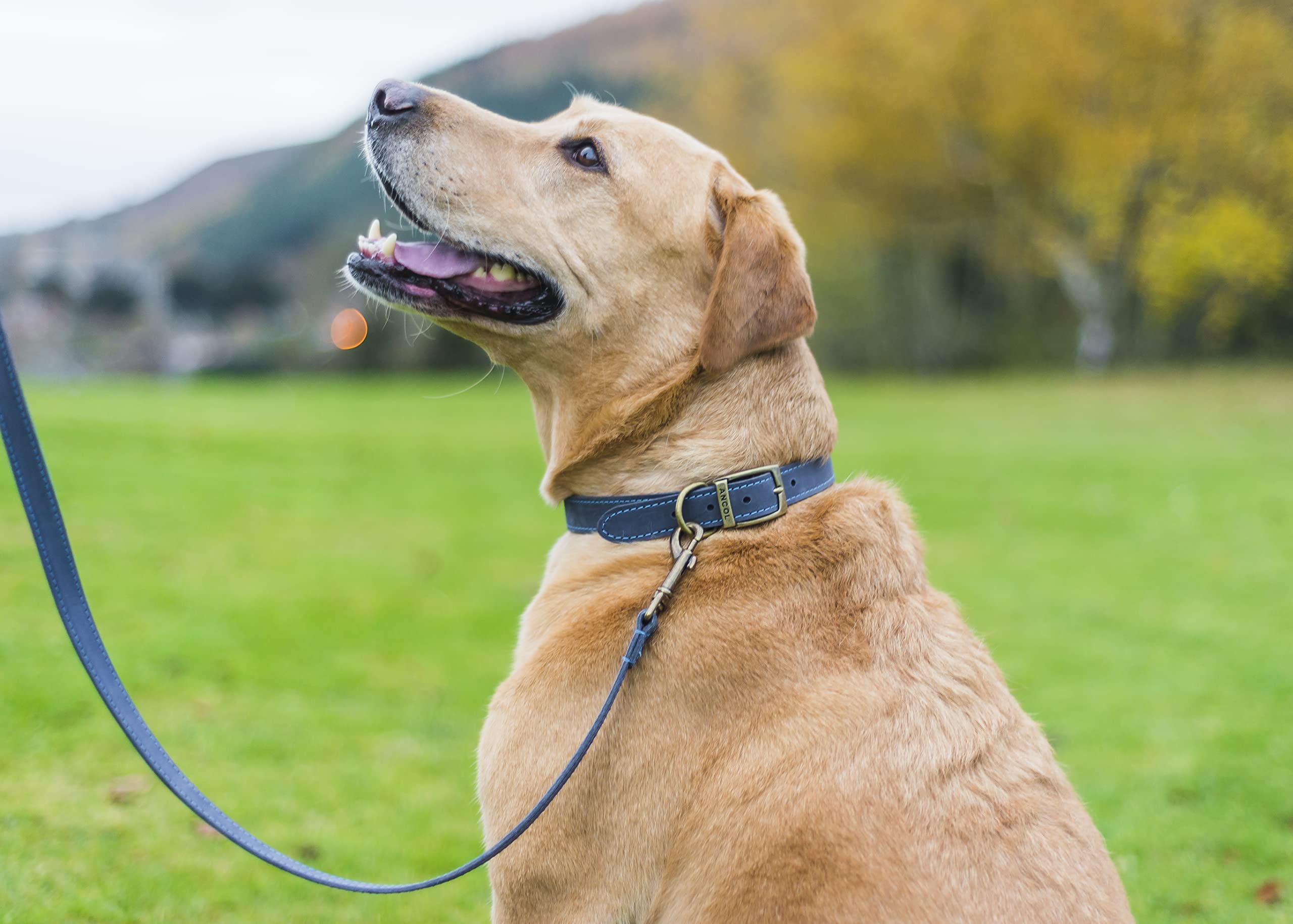 Ancol Timberwolf Leather Dog Collar - Blue | Size 3 (28-36 cm Neck) | 1.6 cm Width 4