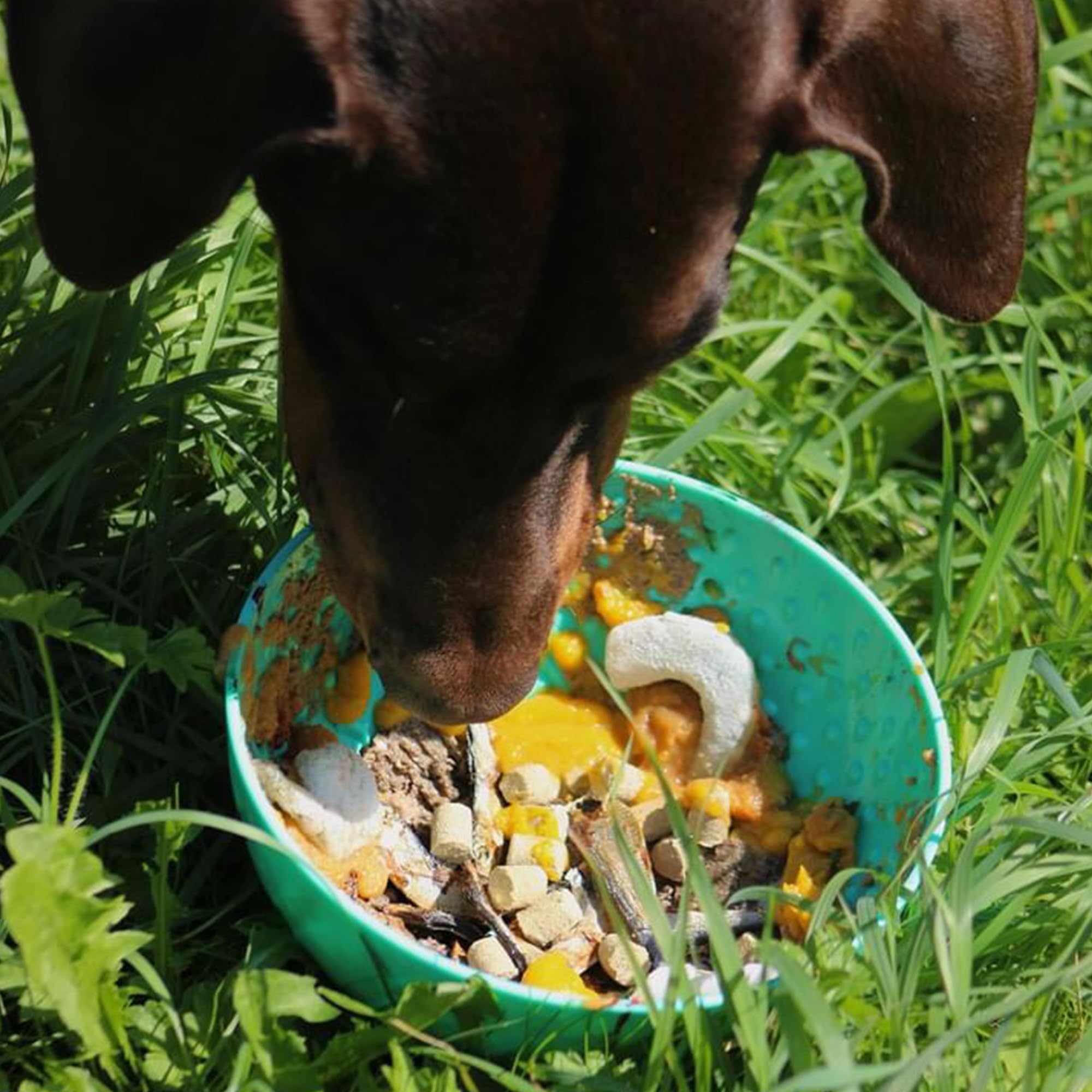 Ancol Örva Pet Enrichment Wobble Bowl - Interactive Slow Feeder for Dogs | Green | Durable 3