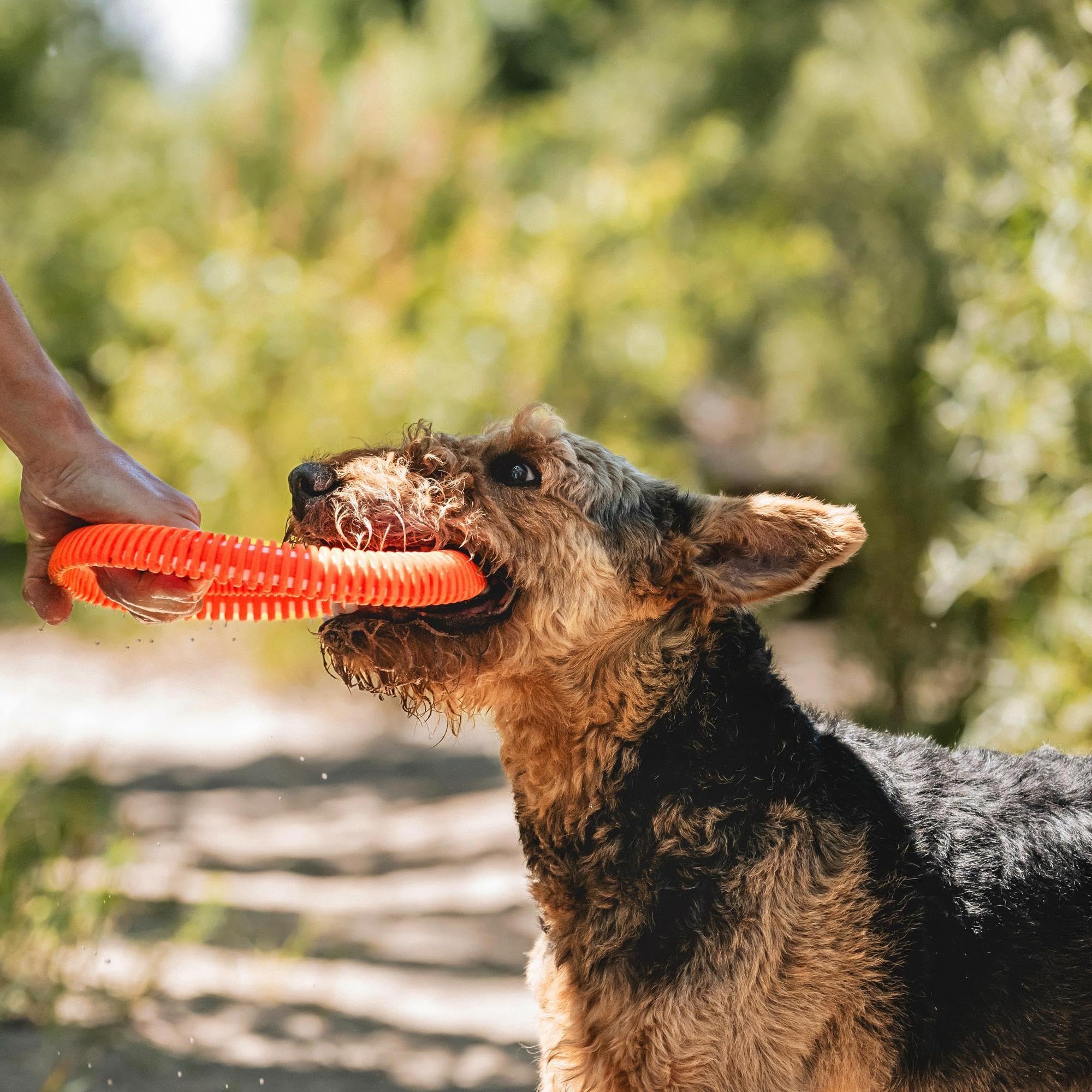Chuckit! Rugged Flyer Dog Toy - Durable Fetch Toy for Active Dogs | Size L | Floats 5
