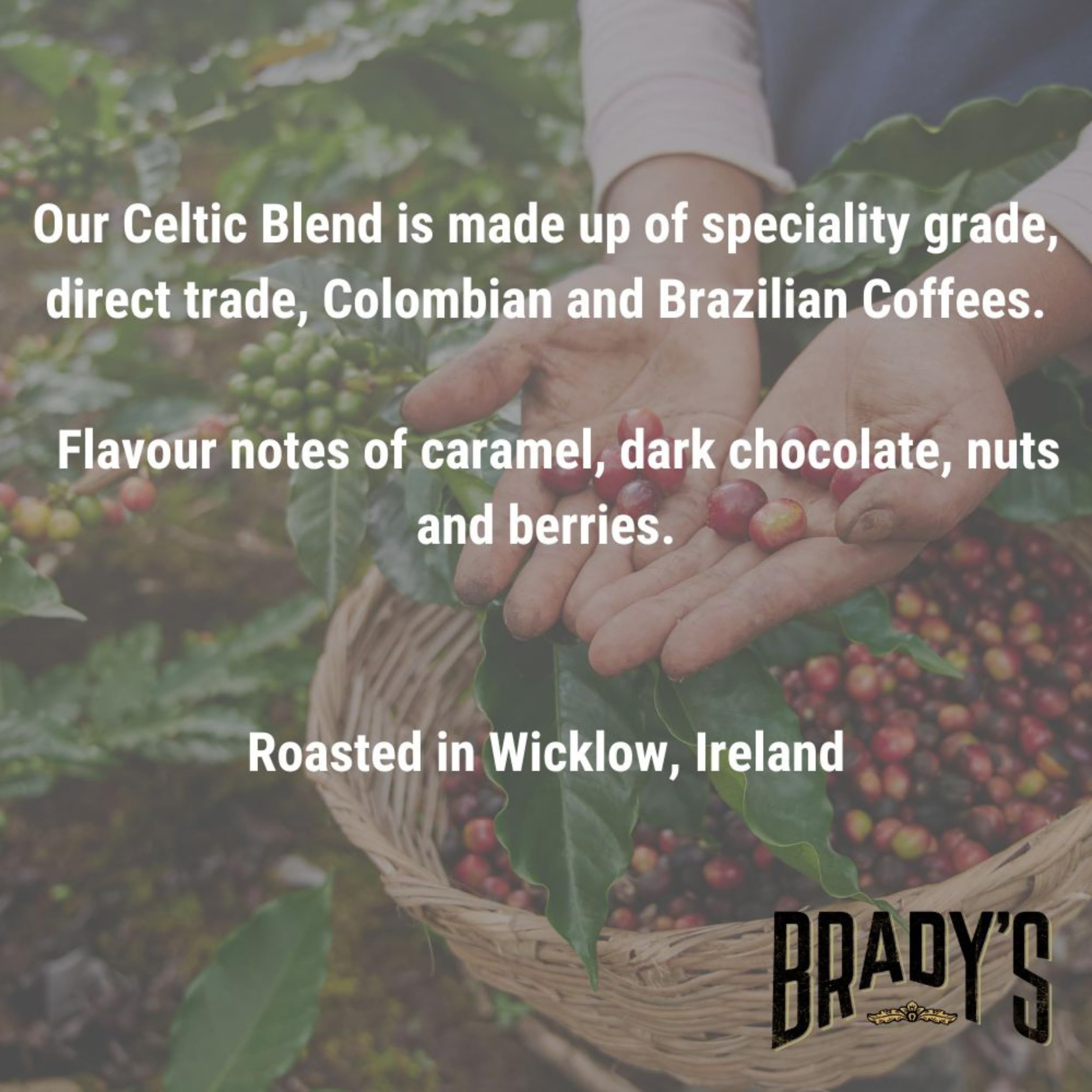 BRADY'S Celtic Blend Dark Roast Ground Coffee - 100% Arabica | 227g Tin 3