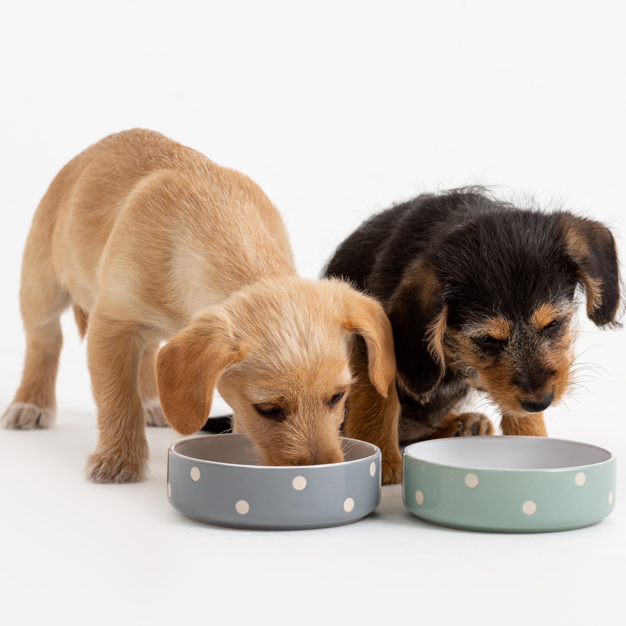 Mason Cash Polka Dot Pet Bowl - Grey, 13 cm | Dishwasher Safe | For Wet/Dry Food & Water 3