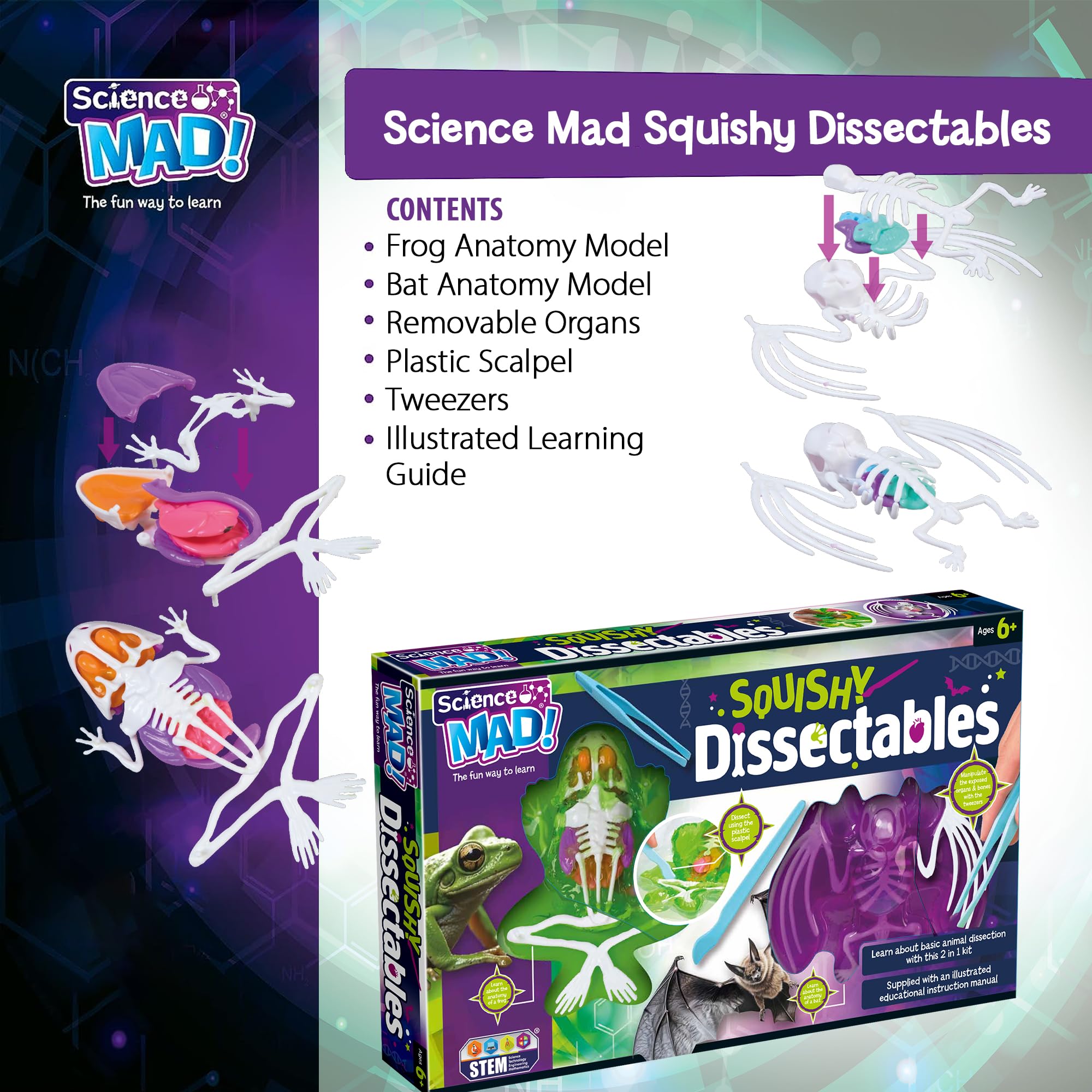 Science Mad Squishy Dissectables 2 Pack - Frog & Bat Anatomy Kit | STEM Learning 2