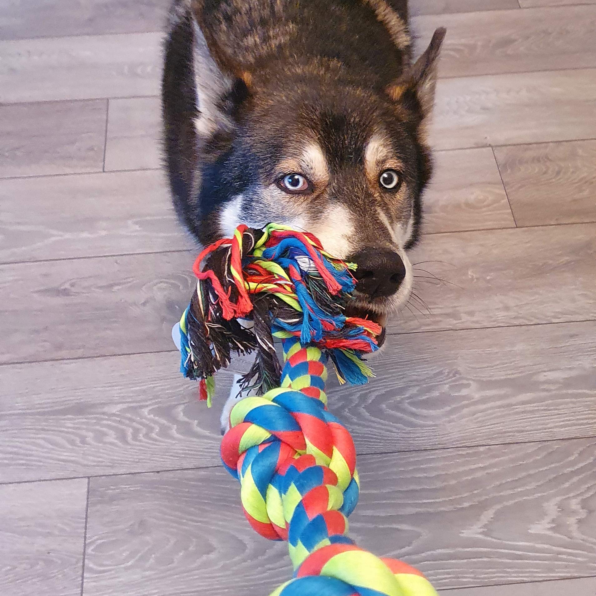 Petface Triple Knot Rope Dog Toy - Small Size | Chew Resistant | Promotes Dental Health 4