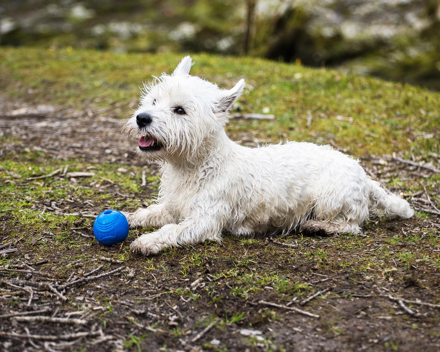 Chuckit! Crunch Ball Dog Toy - Interactive Fetch Toy | Medium Size | 2 Pack 6