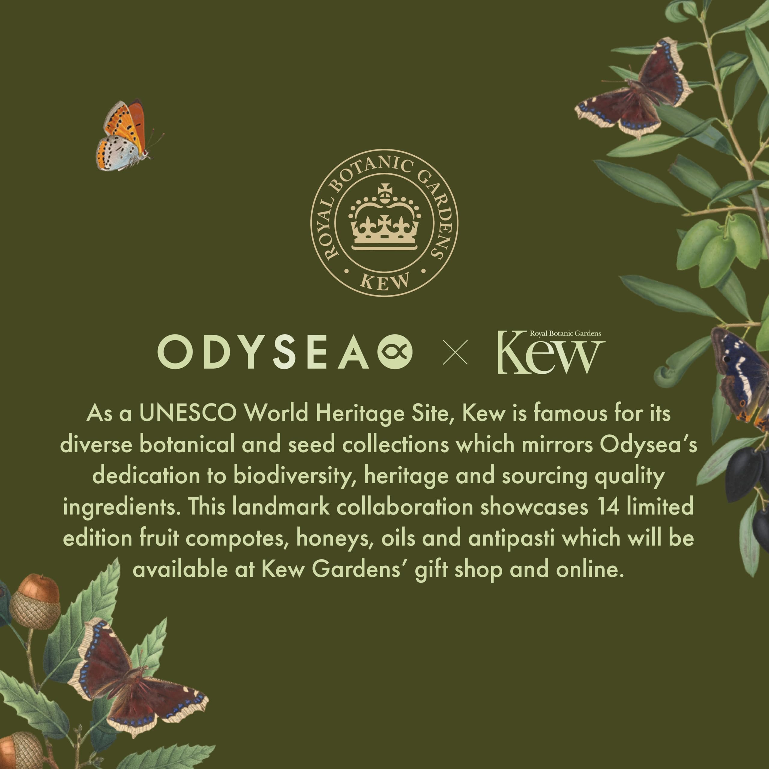 Odysea x Kew Gardens - High Polyphenol Greek Extra Virgin Olive Oil 500ml 6