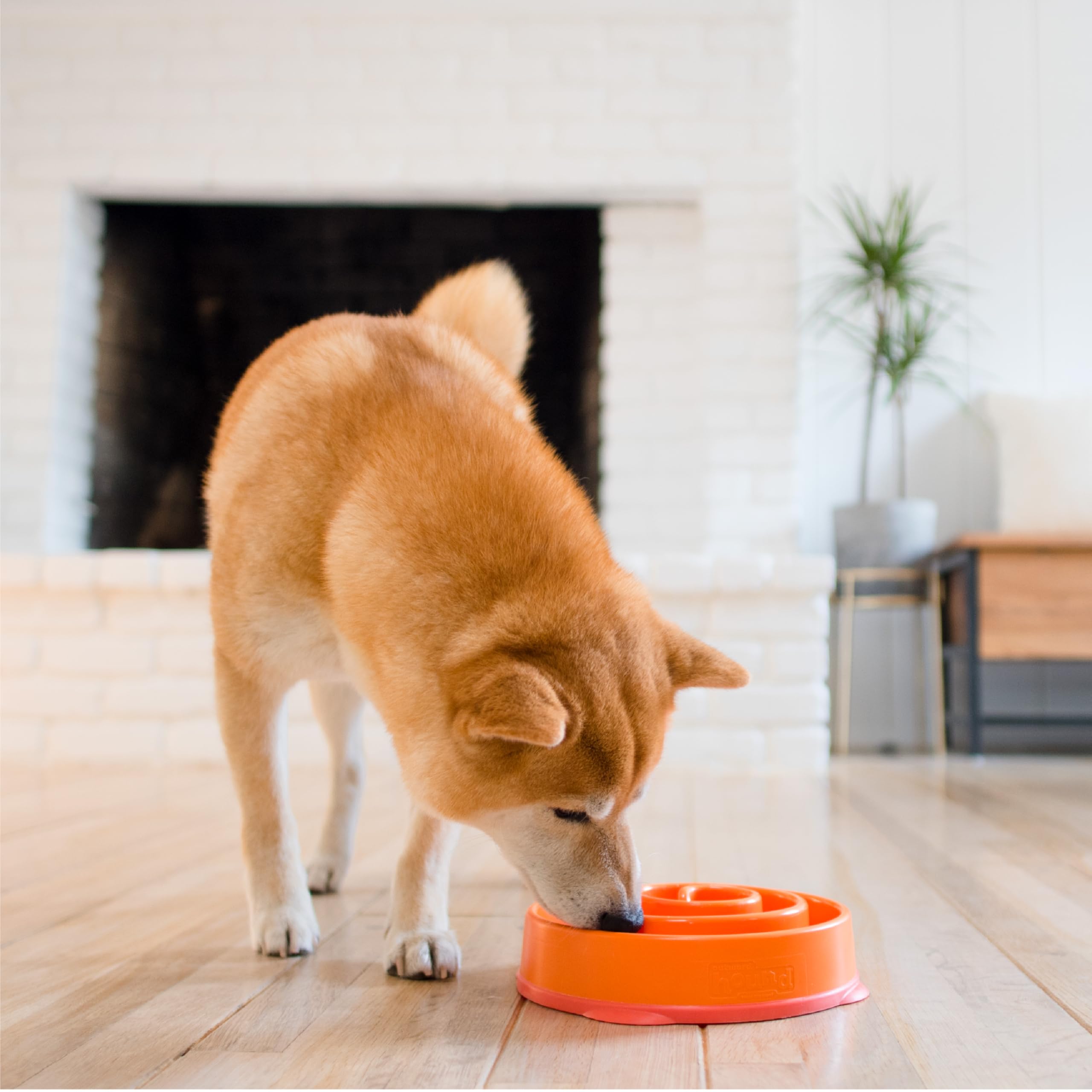 Outward Hound Fun Feeder Slow Bowl - Medium Size, Orange, Slows Eating Up To 10X 6