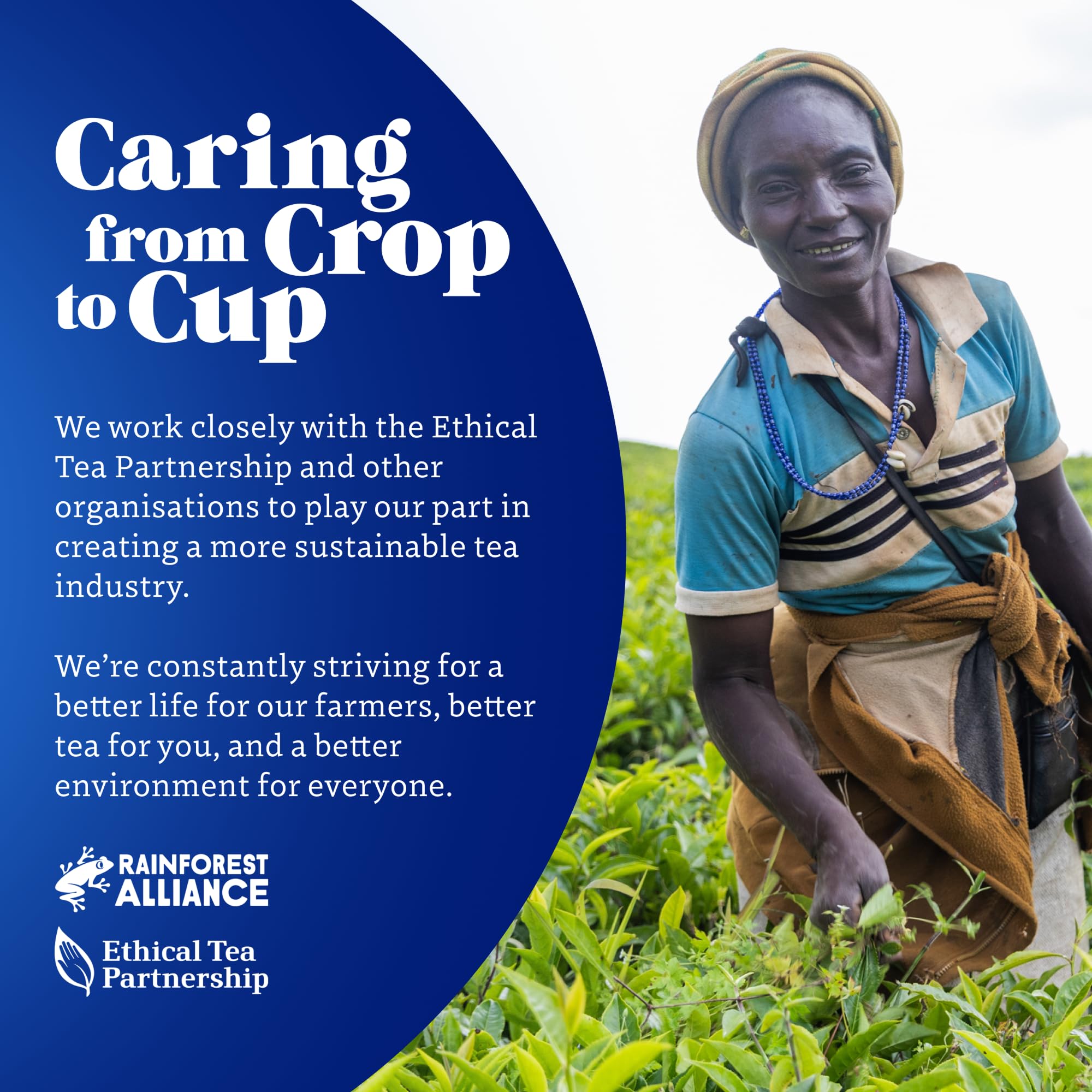 Tetley Smooth Decaf Black Tea Bags - Caffeine-Free, Rainforest Alliance Certified | 75 Count 3