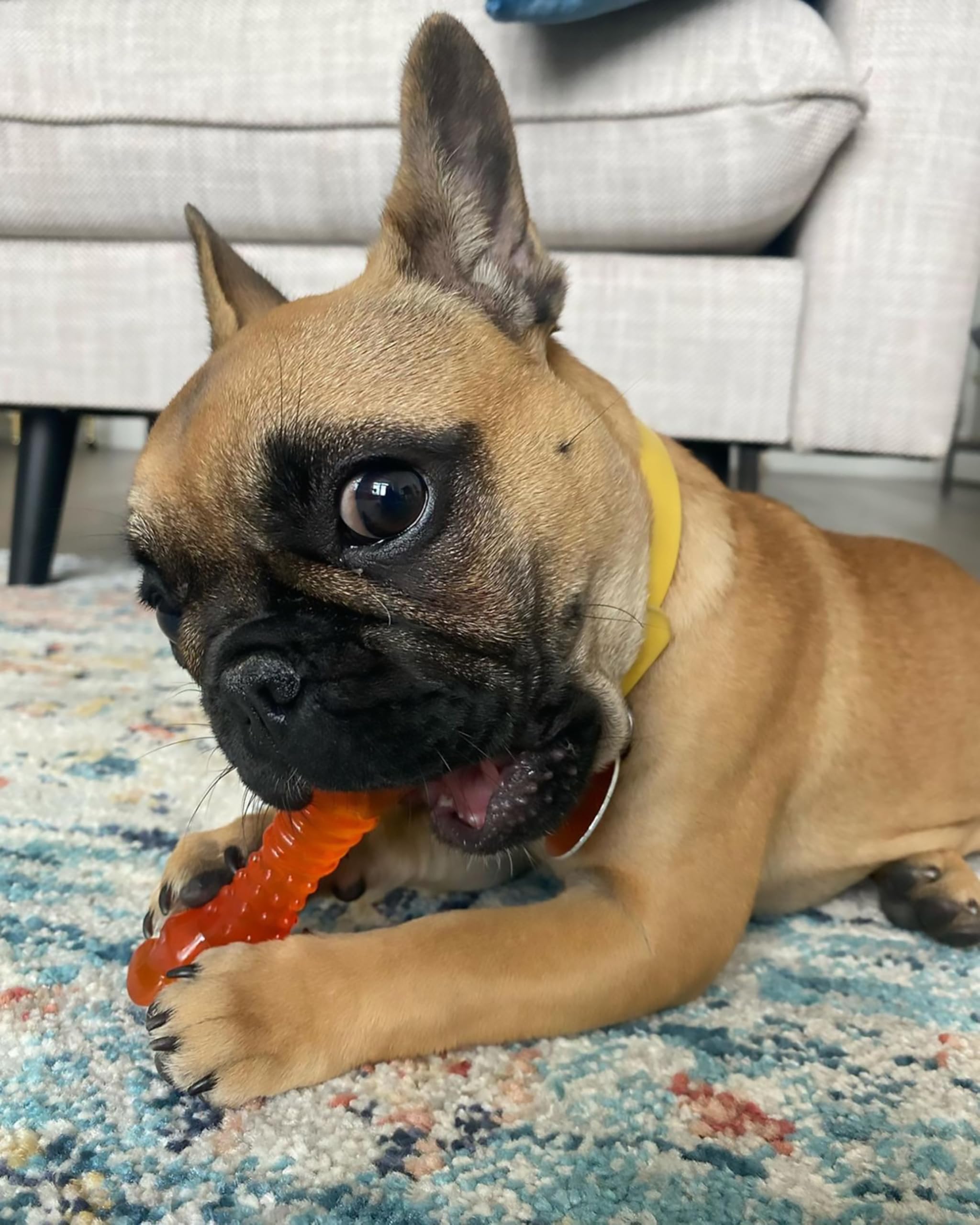 Nylabone Puppy Chew Toy - Lamb & Apple Flavor | For Teething Puppies Up to 11kg 6