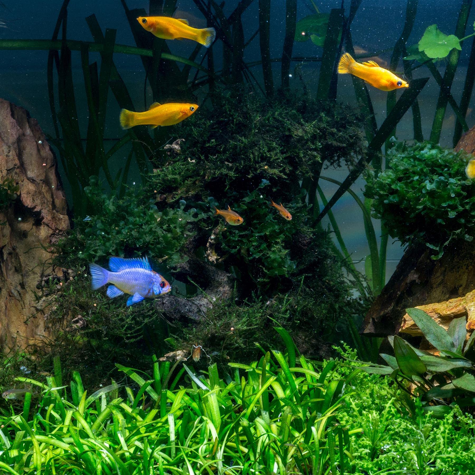 Tetra AquaSafe Water Treatment - Instantly Converts Tap Water to Safe Aquarium Water | 100ml Liquid 2