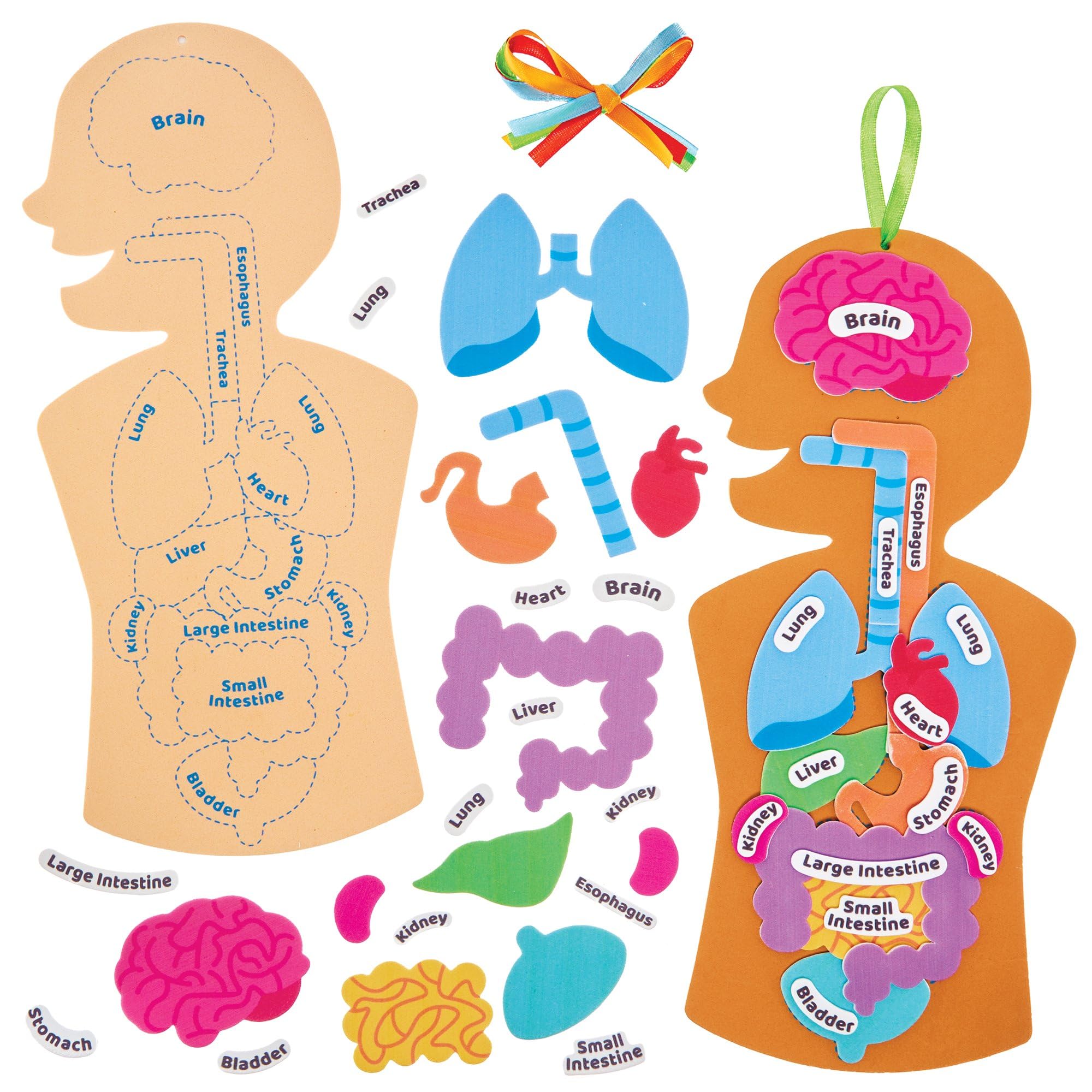 Baker Ross Human Body Kit - STEM Learning Aid for Anatomy, Pack of 4 | Self-Adhesive Foam | 31.5cm Tall 1