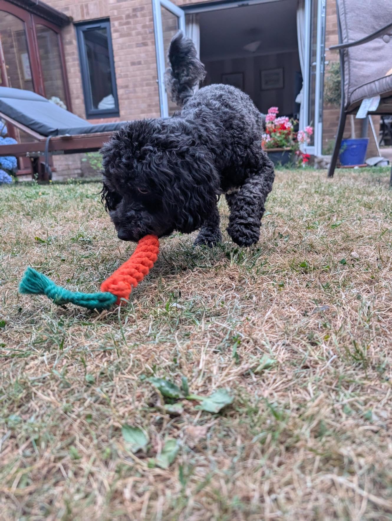 Zappi Co 2 Pack Carrot Dog Rope Chew Toys (22cm) - Dental Cleaning & Boredom Buster