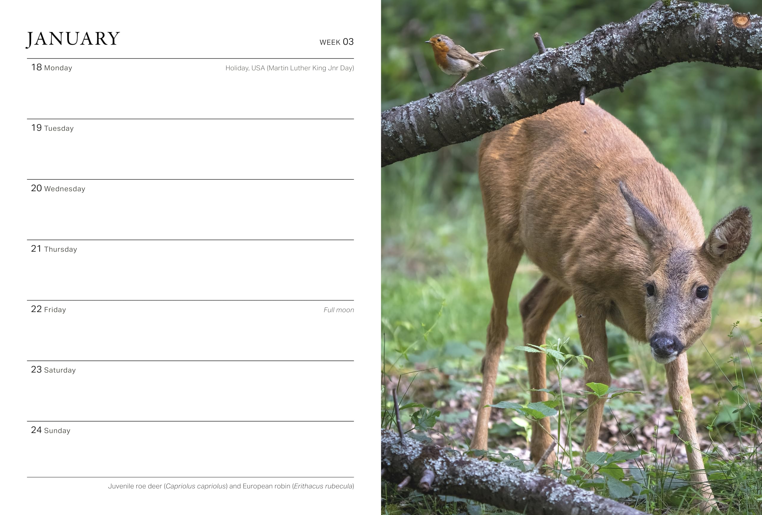 Frances Lincoln RHS Wild in the Garden Diary 2027 - Wildlife Gardening Companion | Week-to-View 3