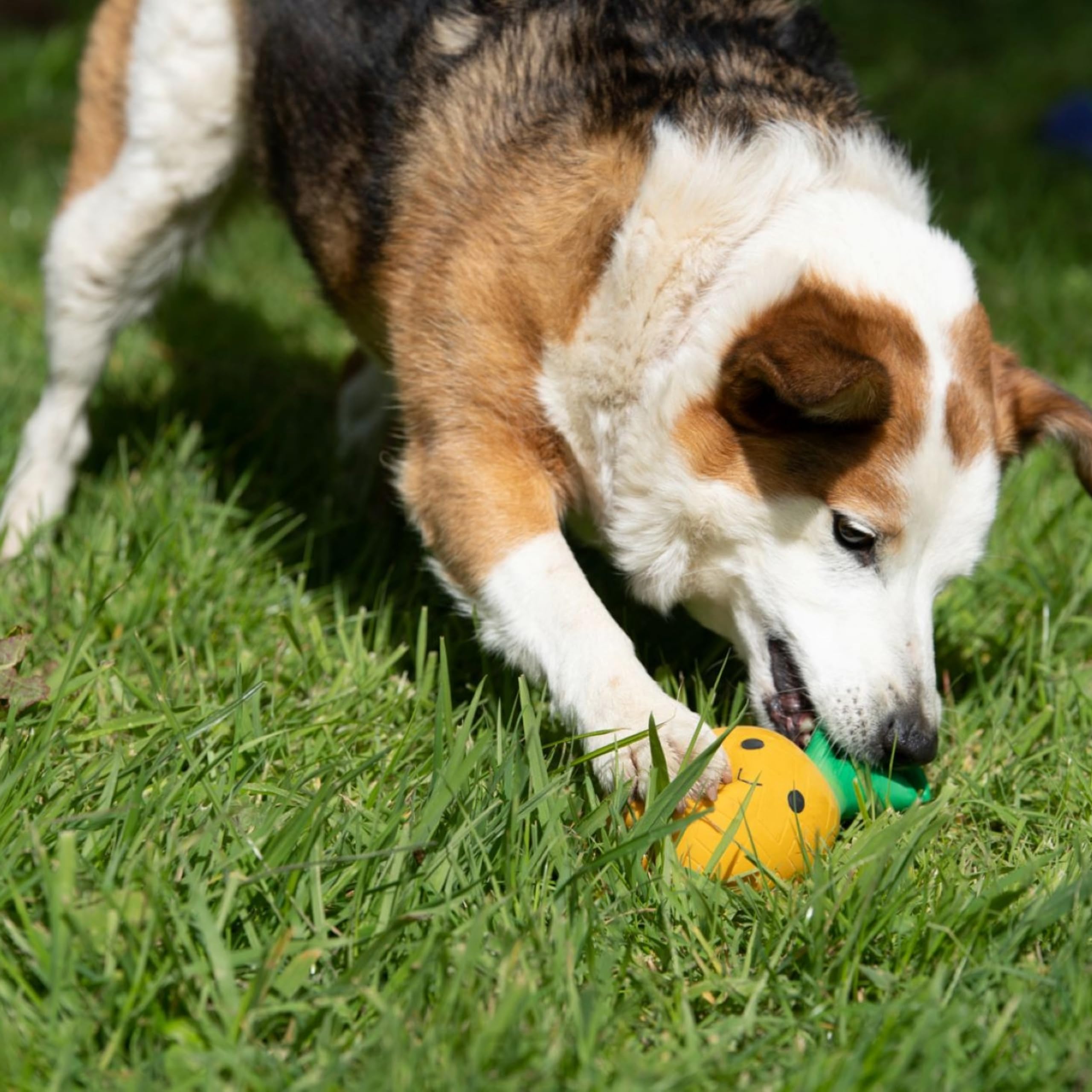 Petface Large Latex Pineapple Chew Dog Toy - Squeaker Feature | Natural Rubber 6