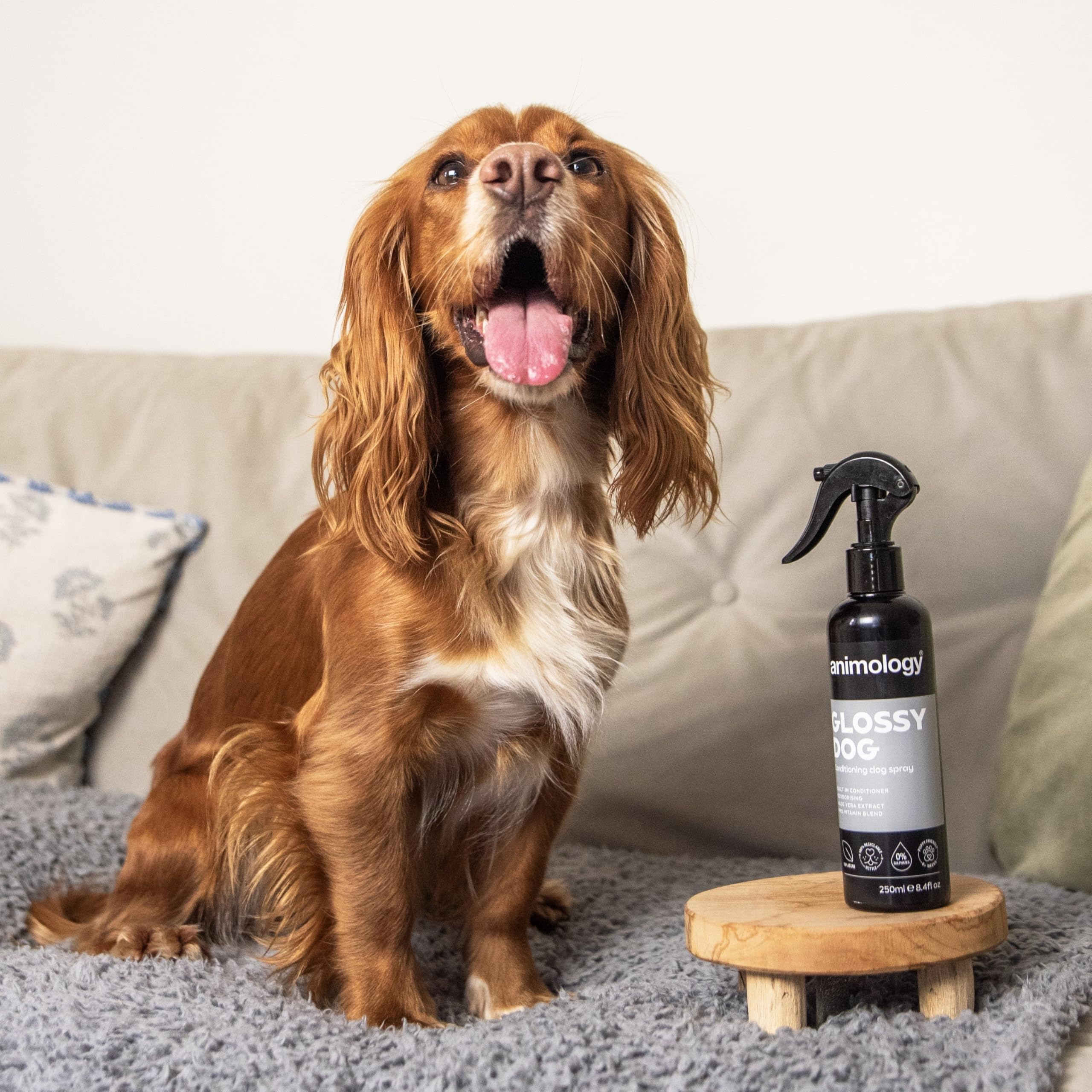 Animology Glossy Dog Conditioning Spray - Vitamin Enriched Aloe Vera | No-Rinse | 250 ml 2