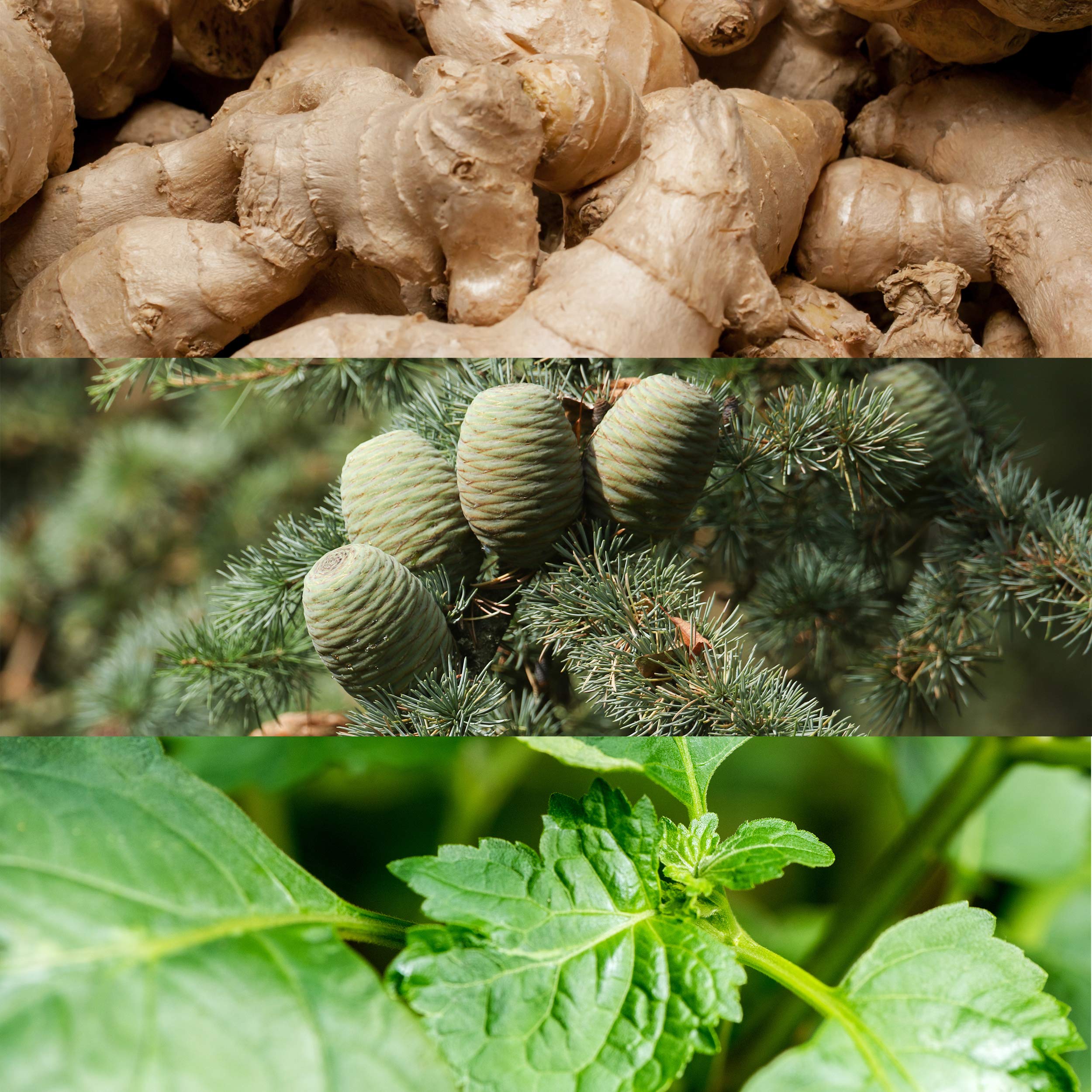Calvin Klein Euphoria for Men Deodorant Stick - Aromatic Fragrance | 75 ml 2